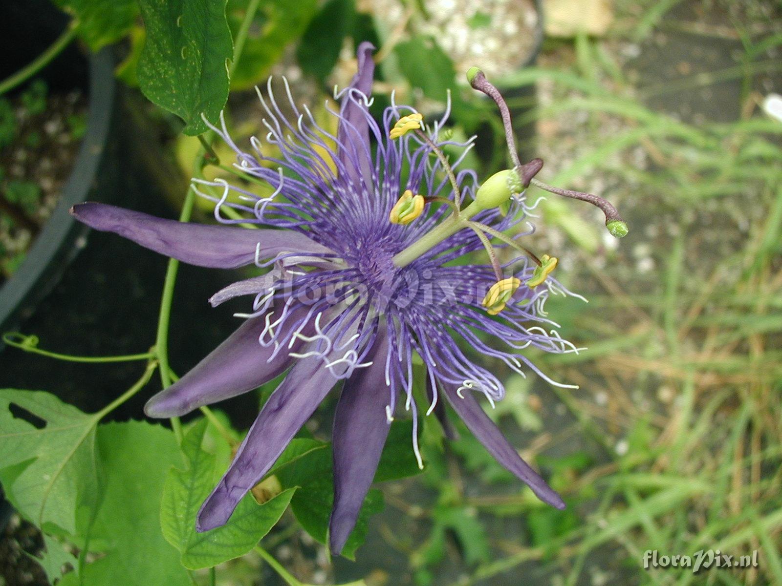 Passiflora 