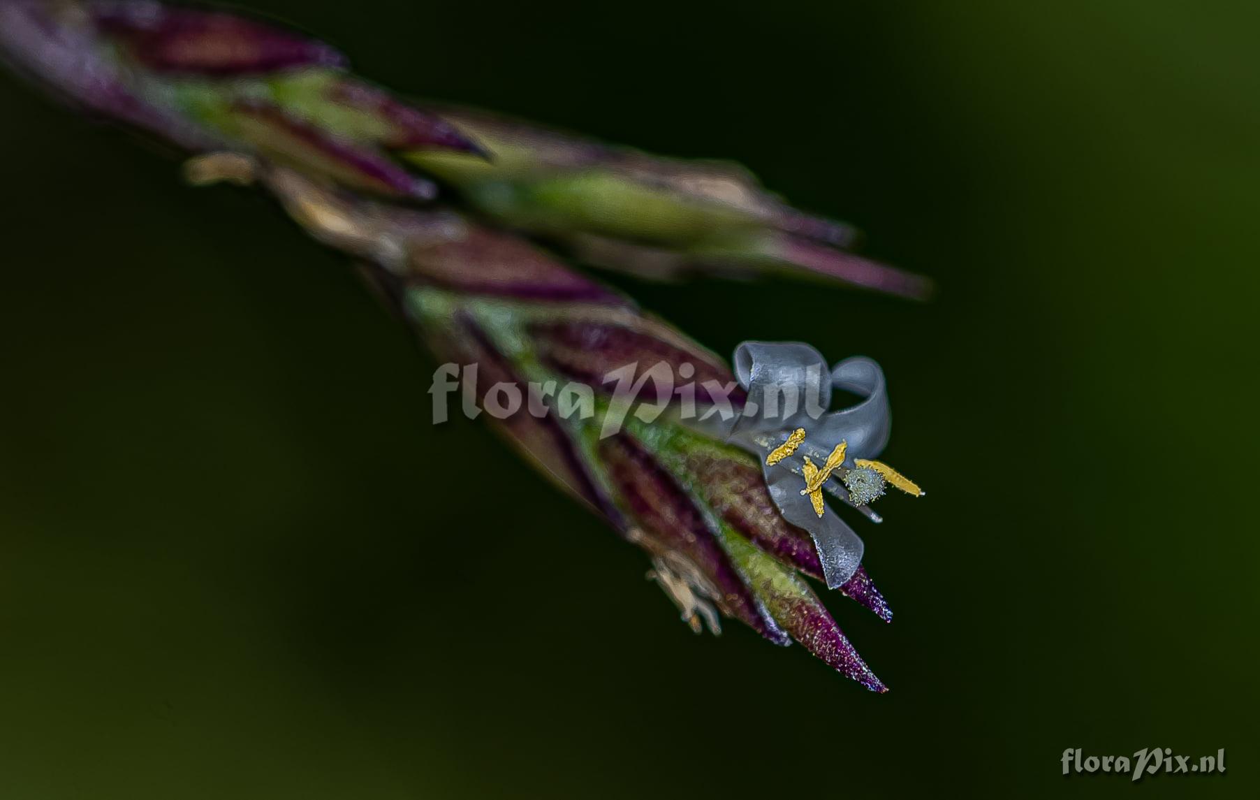 Tillandsia remota