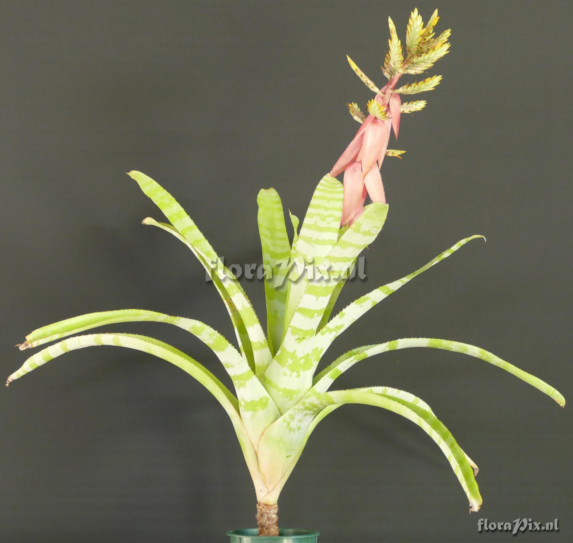 Aechmea chantinii var. fuchsii