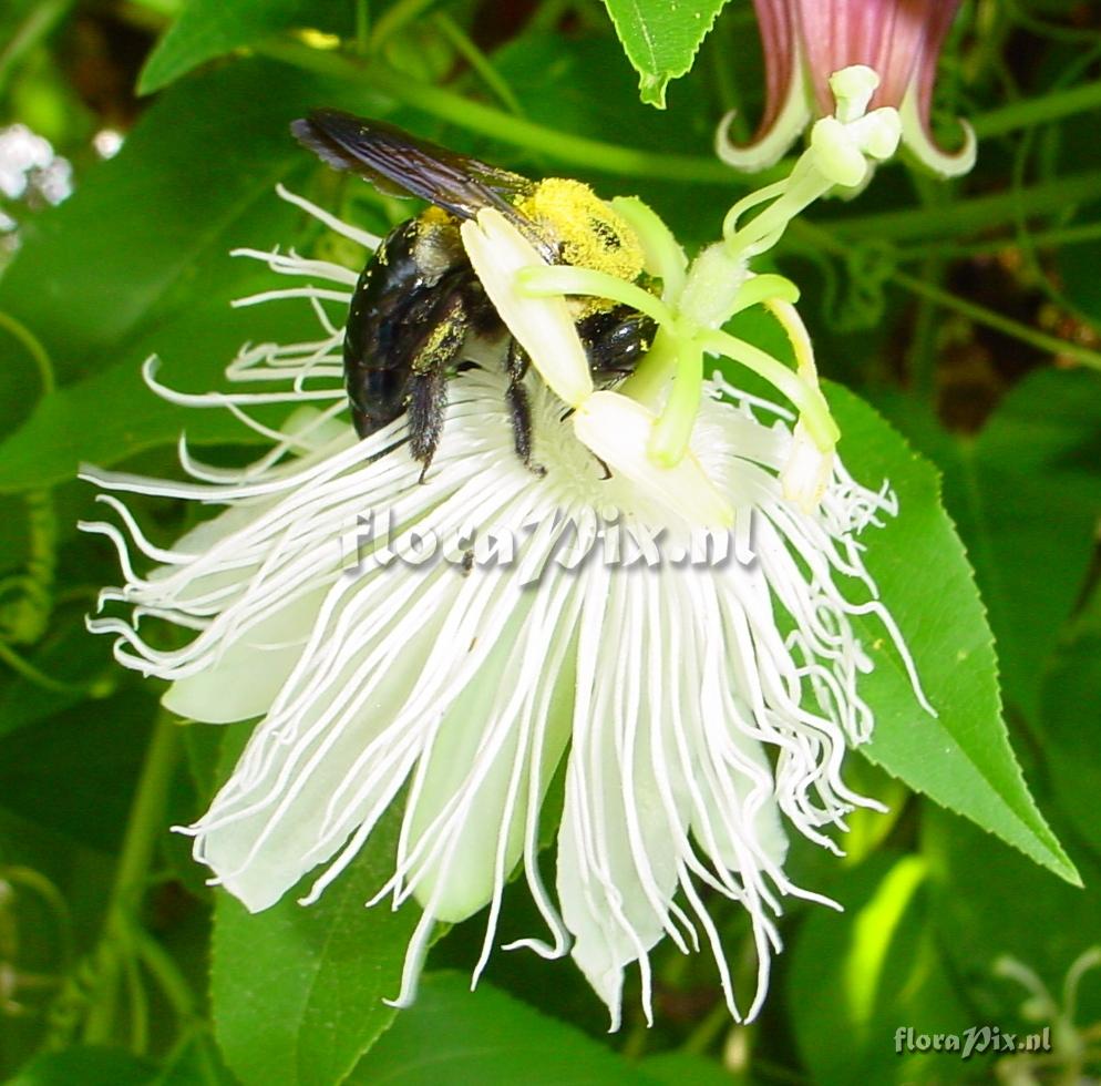 Passiflora incarnata white form