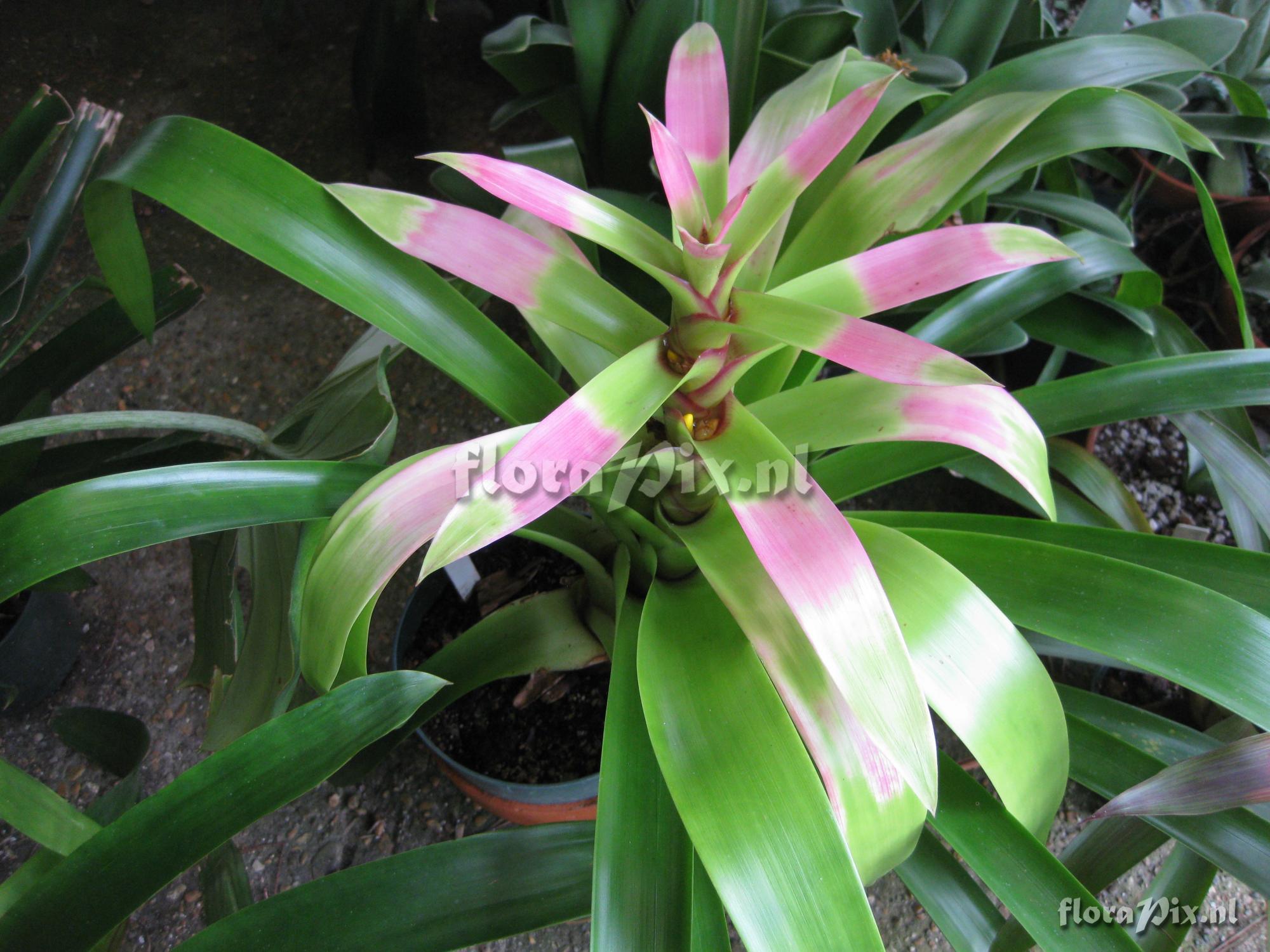 Guzmania kareniae