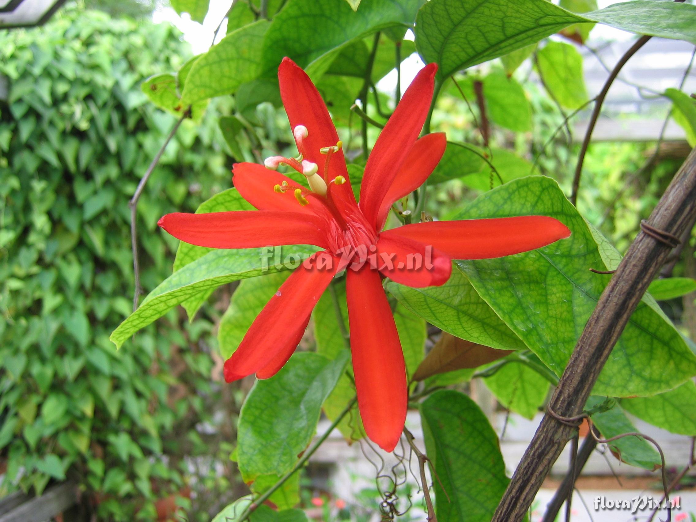 Passiflora 