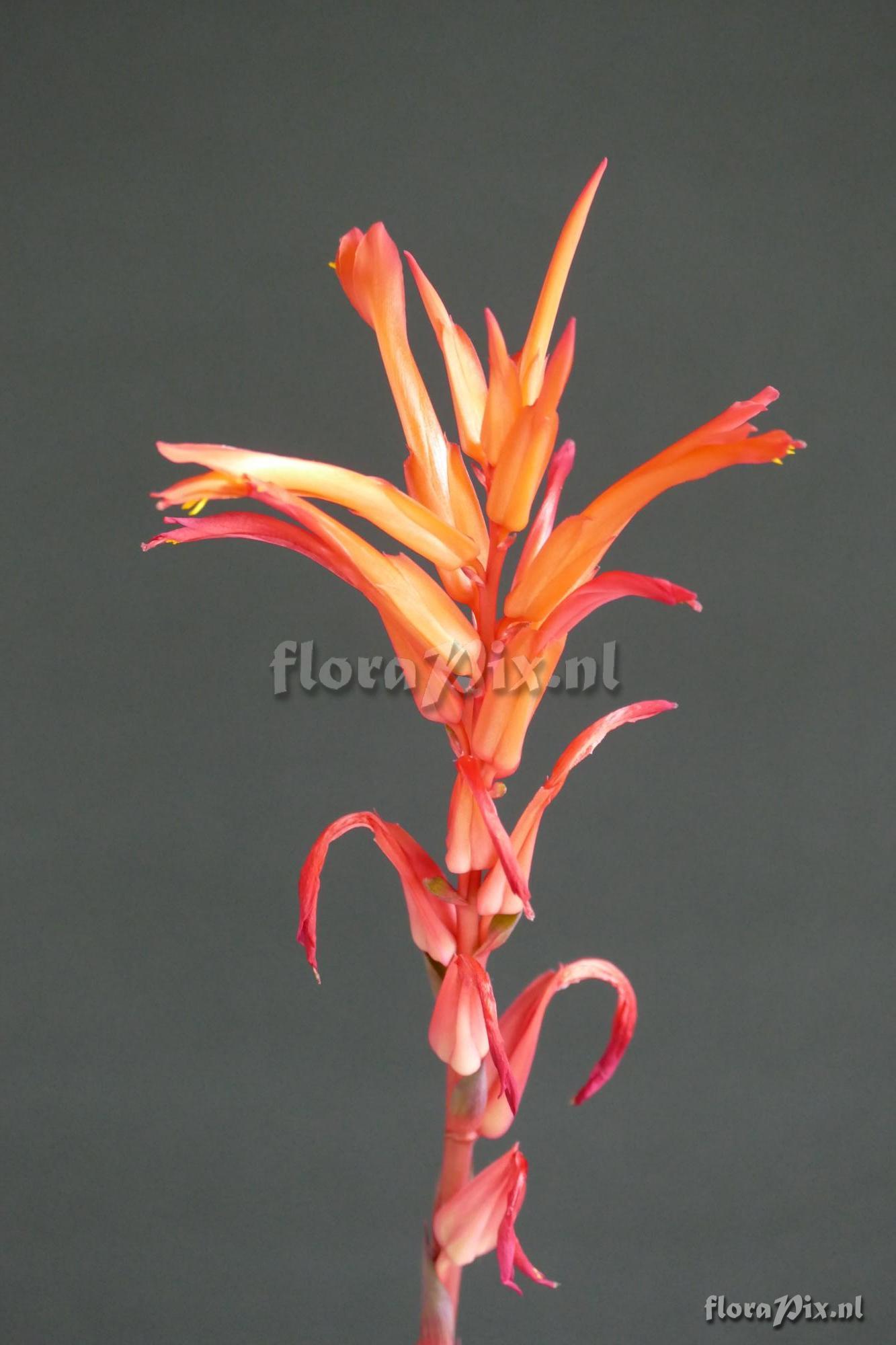 Pitcairnia burlemarxii