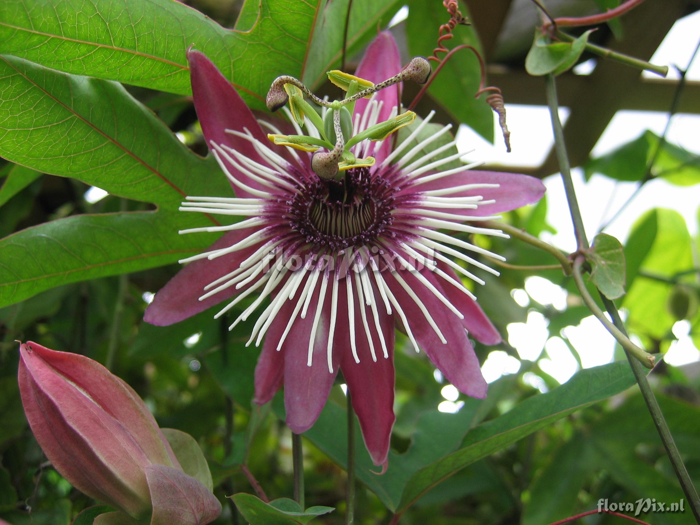 Passiflora x atropurpurea