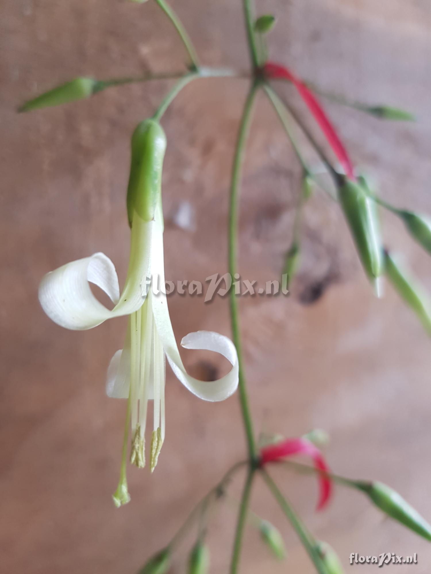 Aechmea filicaulis