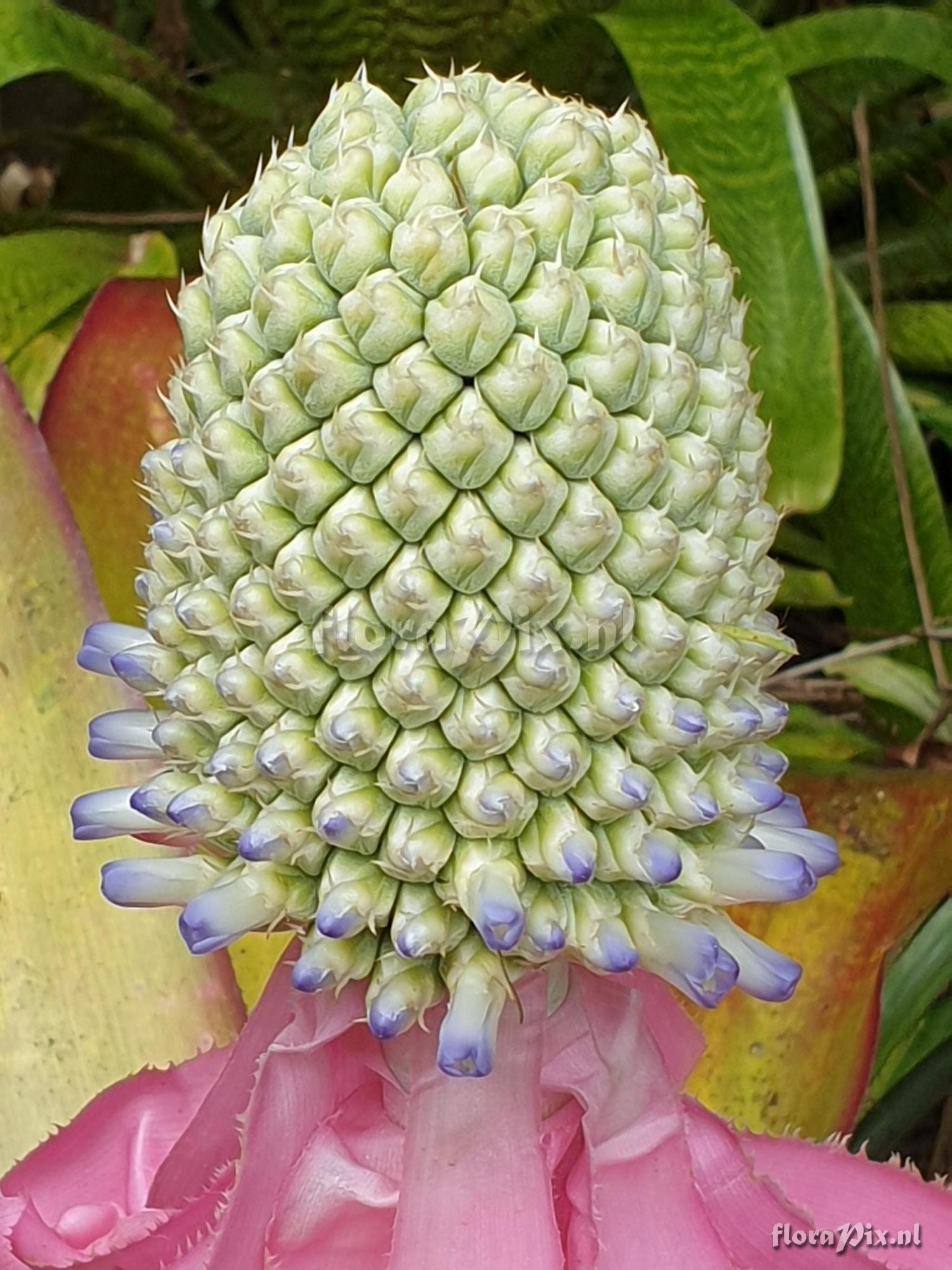 Aechmea mariaereginae