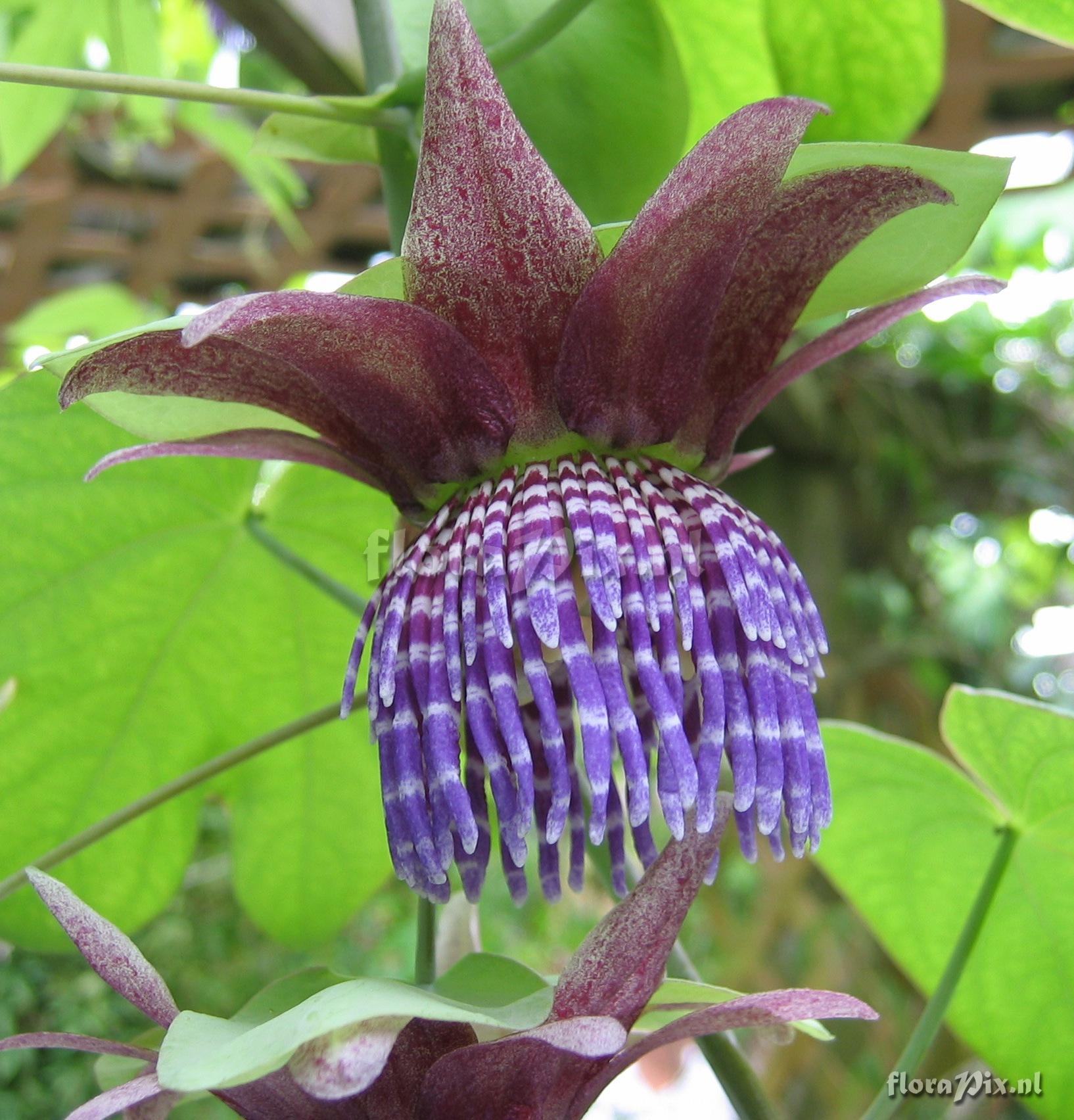 Passiflora triloba