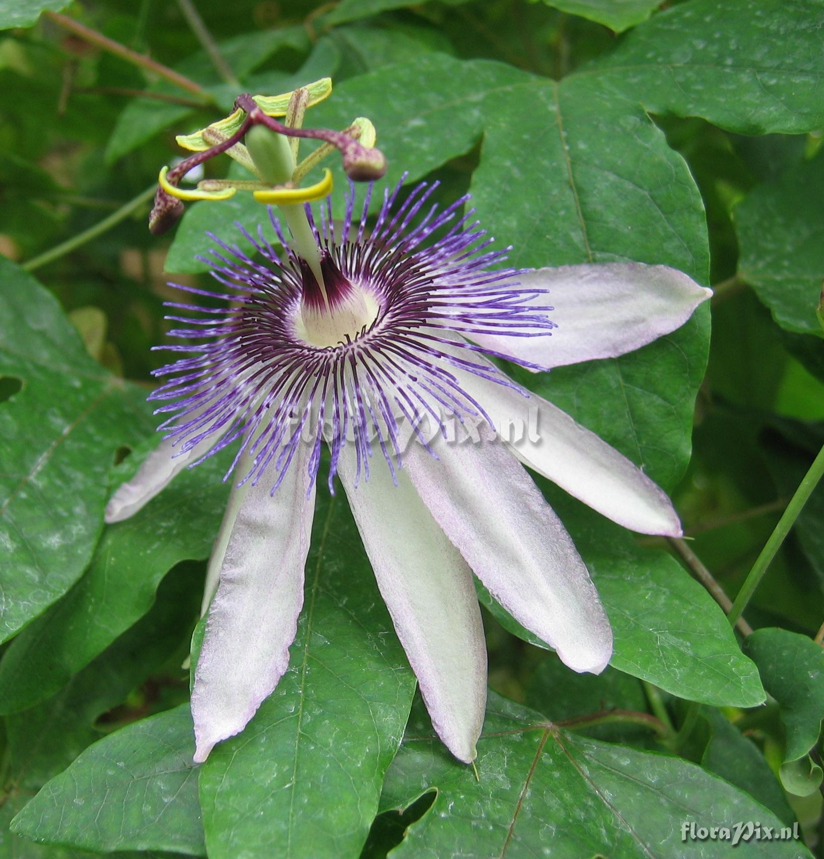 Passiflora 