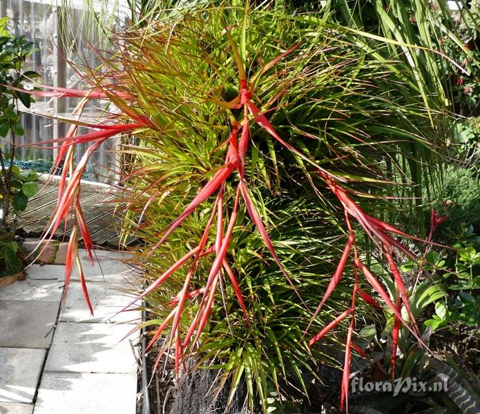 Tillandsia standleyi