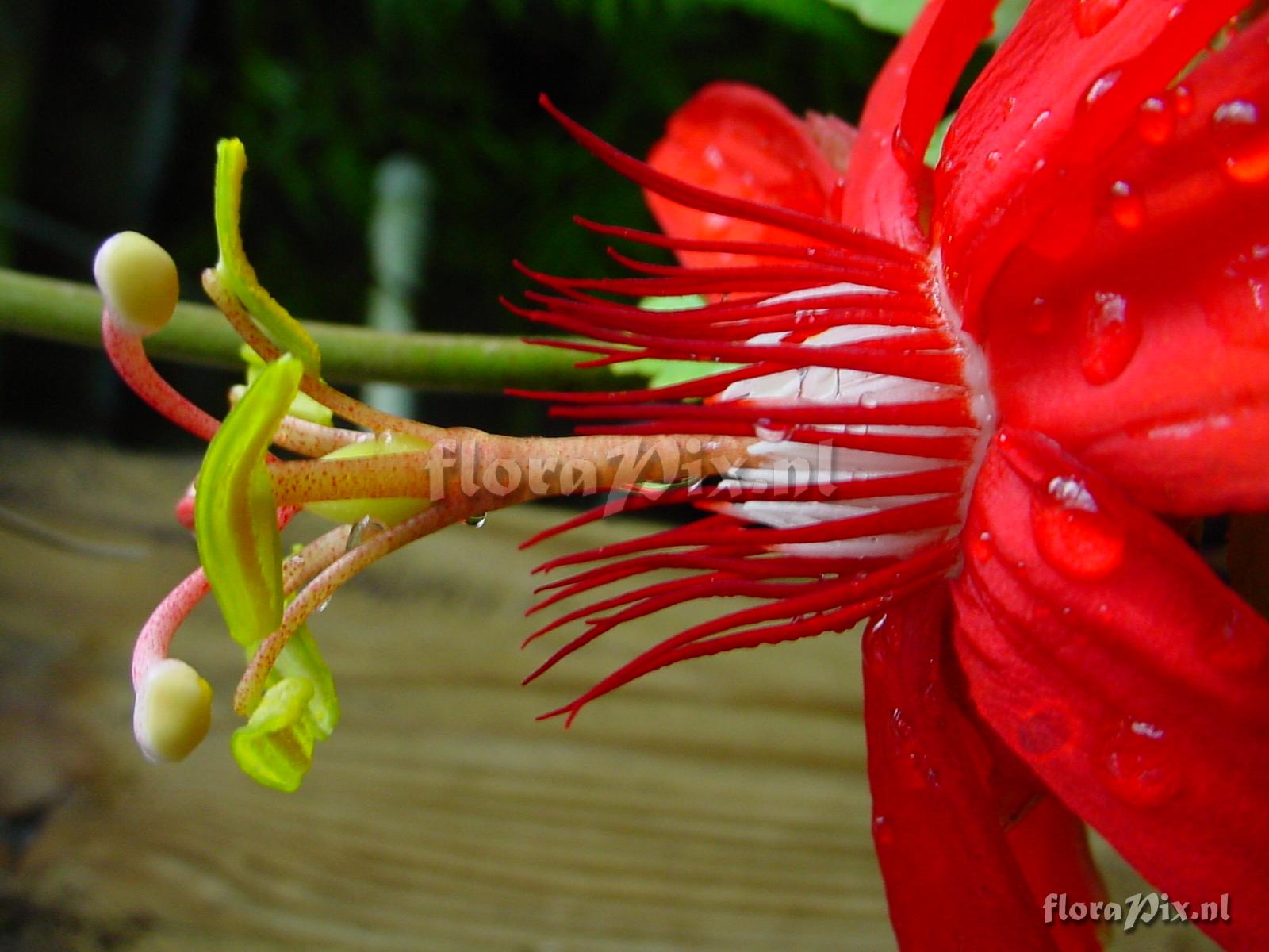 Passiflora vitifolia