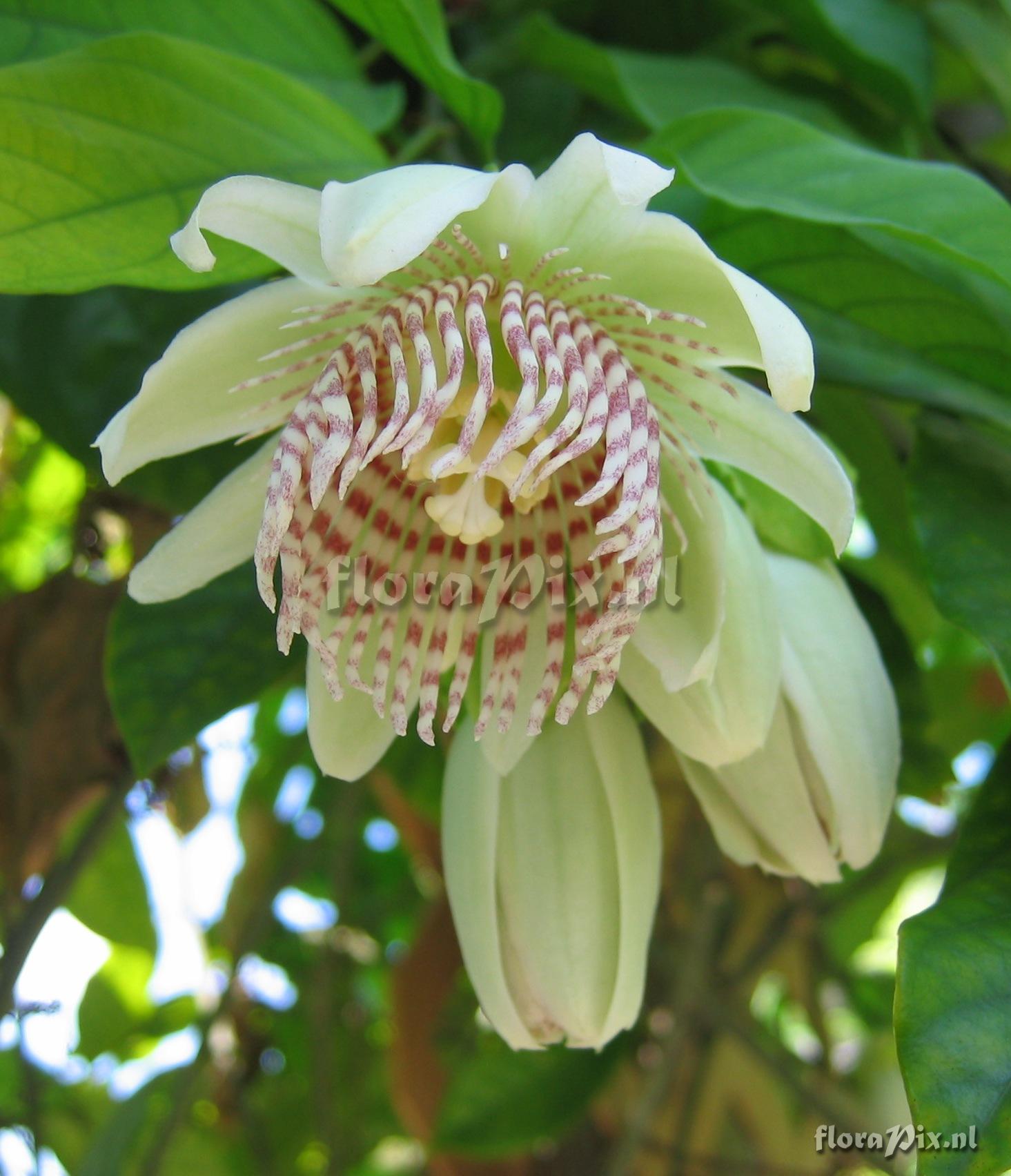 Passiflora nigradenia