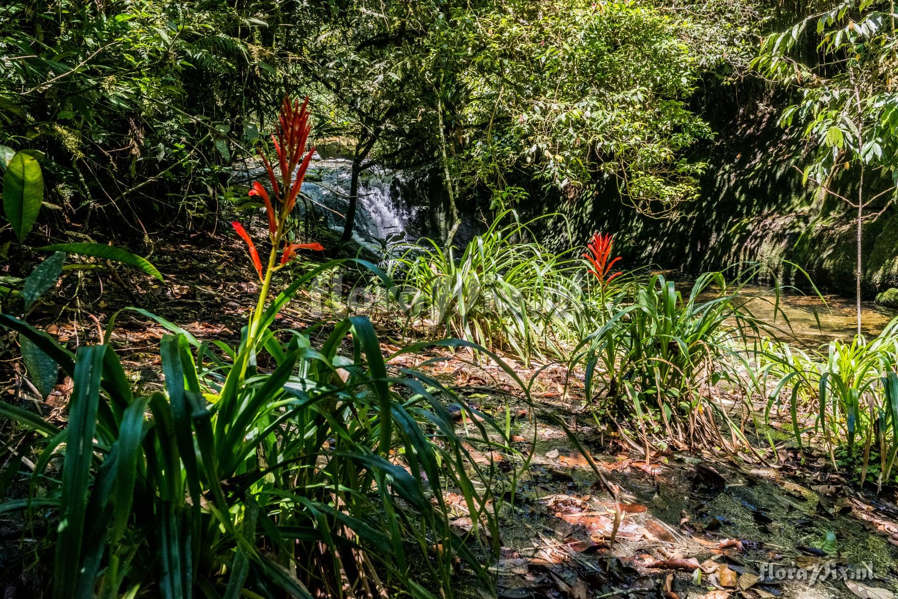 Pitcairnia flammea