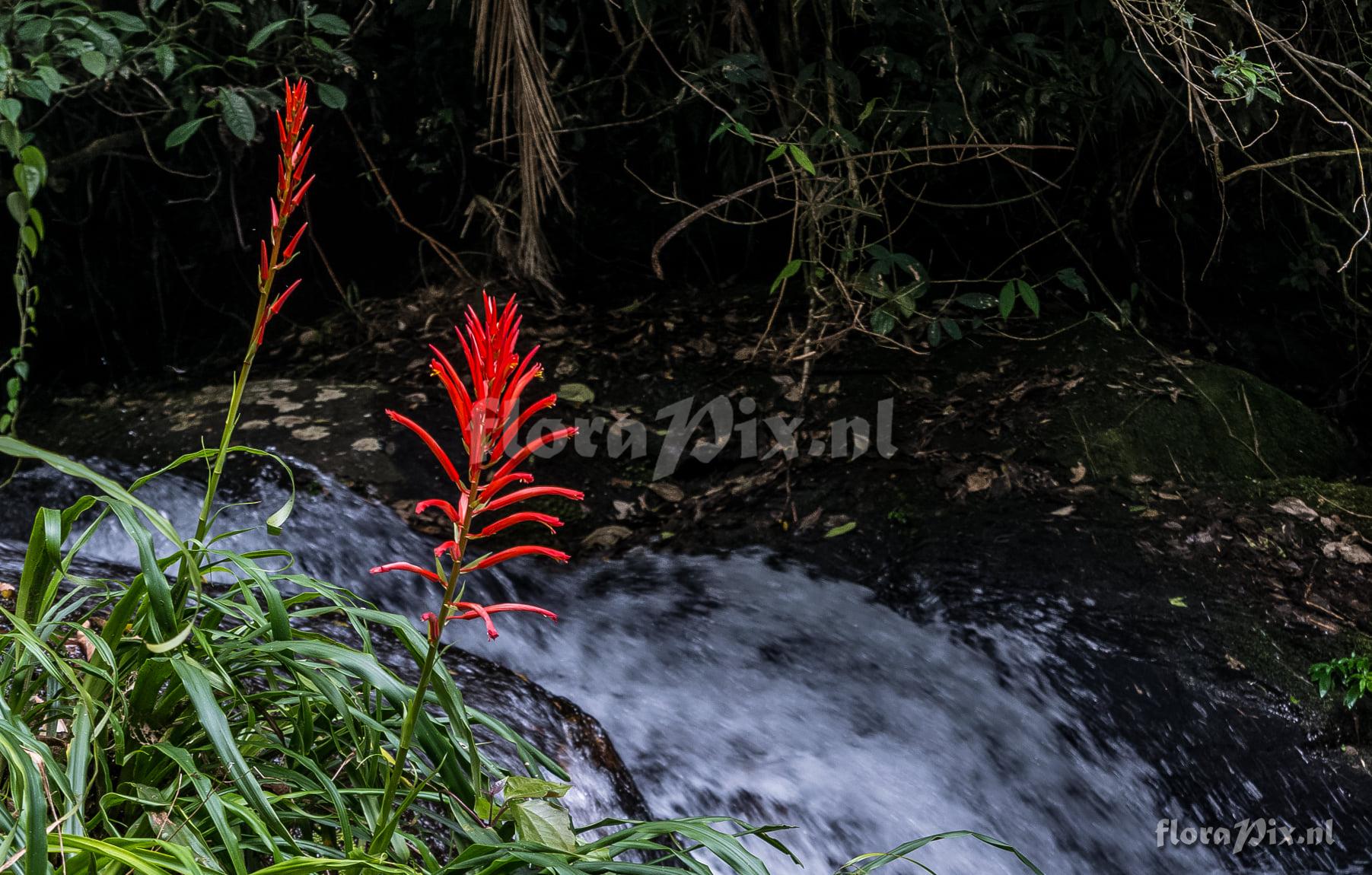 Pitcairnia flammea