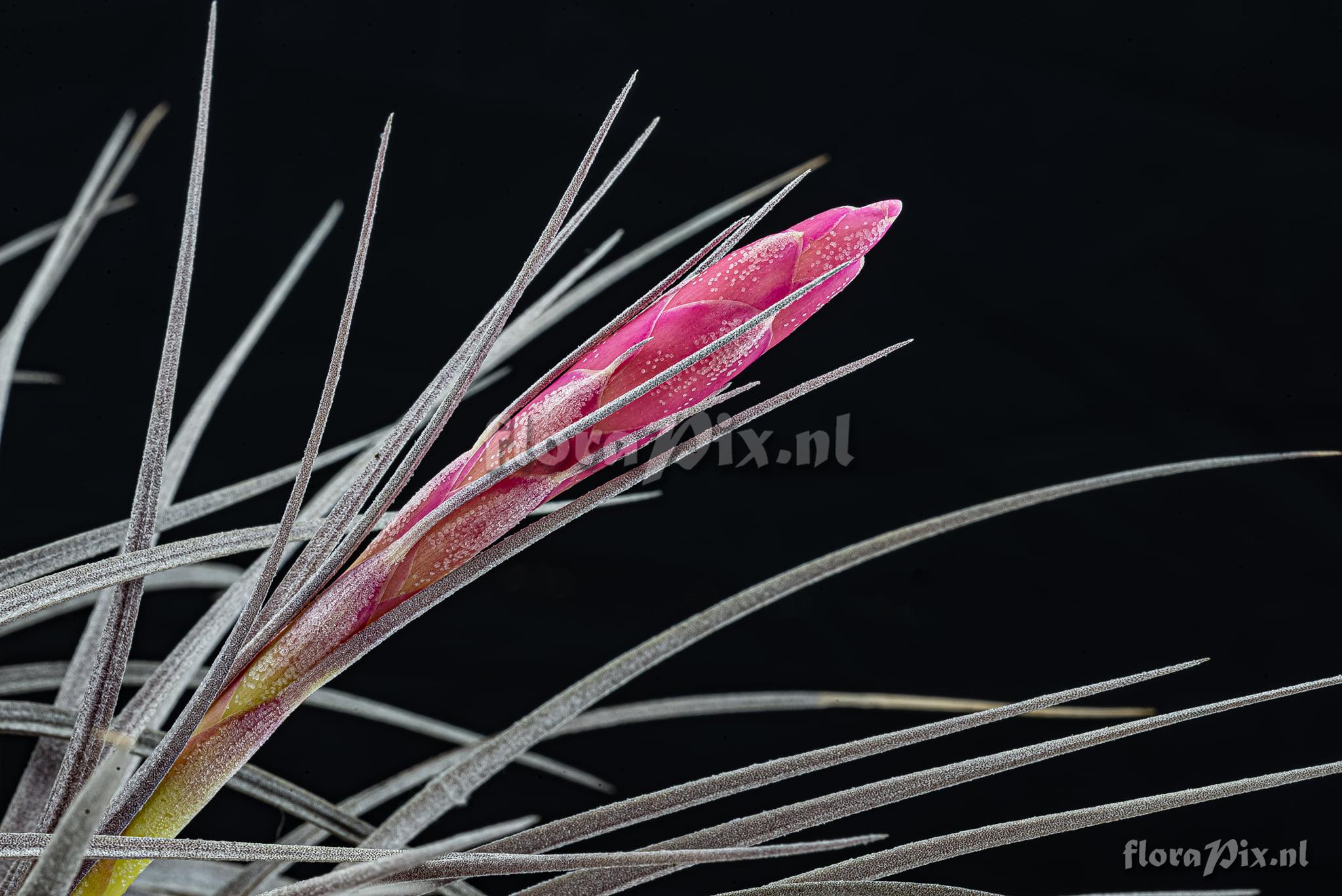 Tillandsia milagrensis