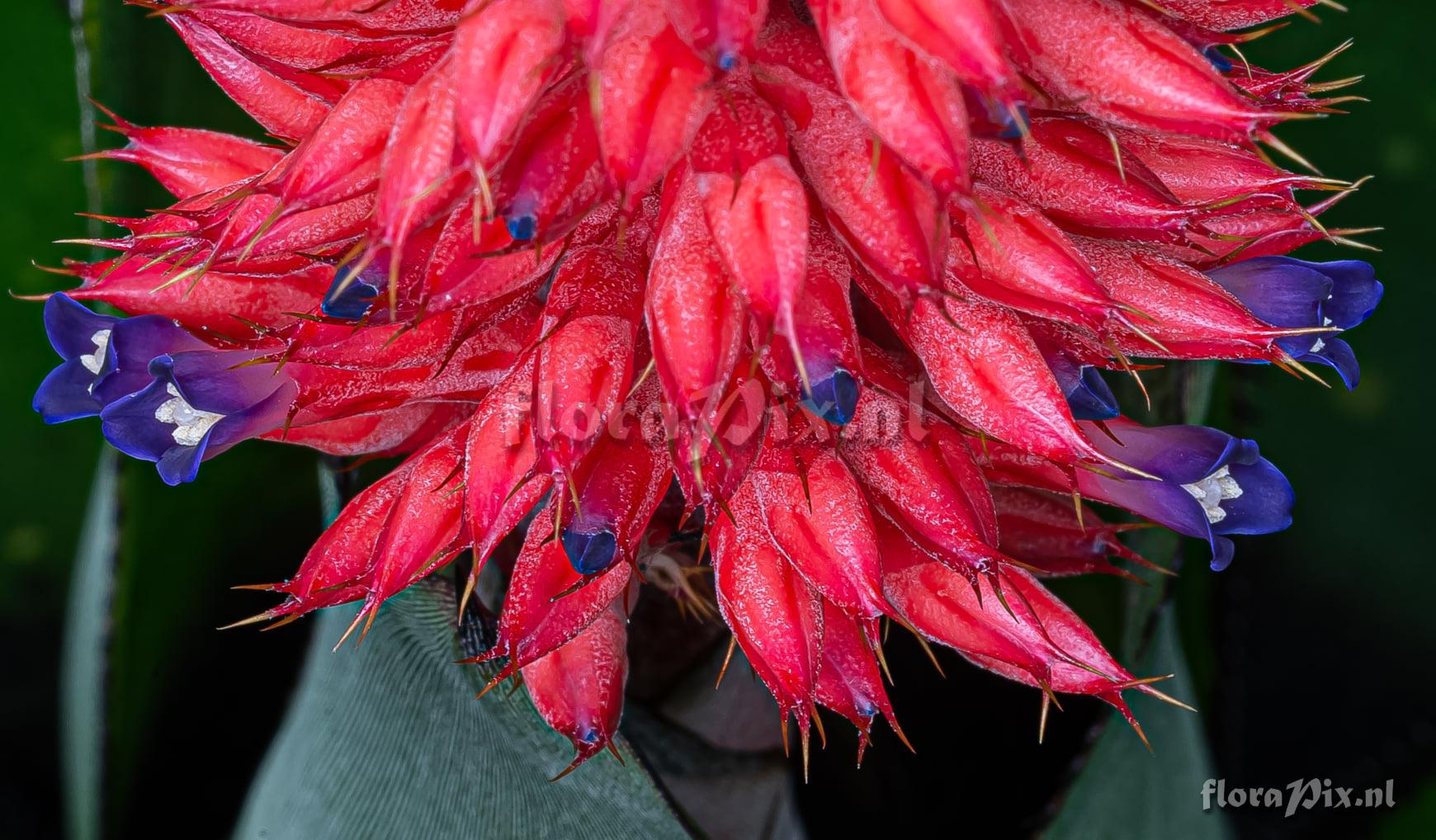 Aechmea phanerophlebia