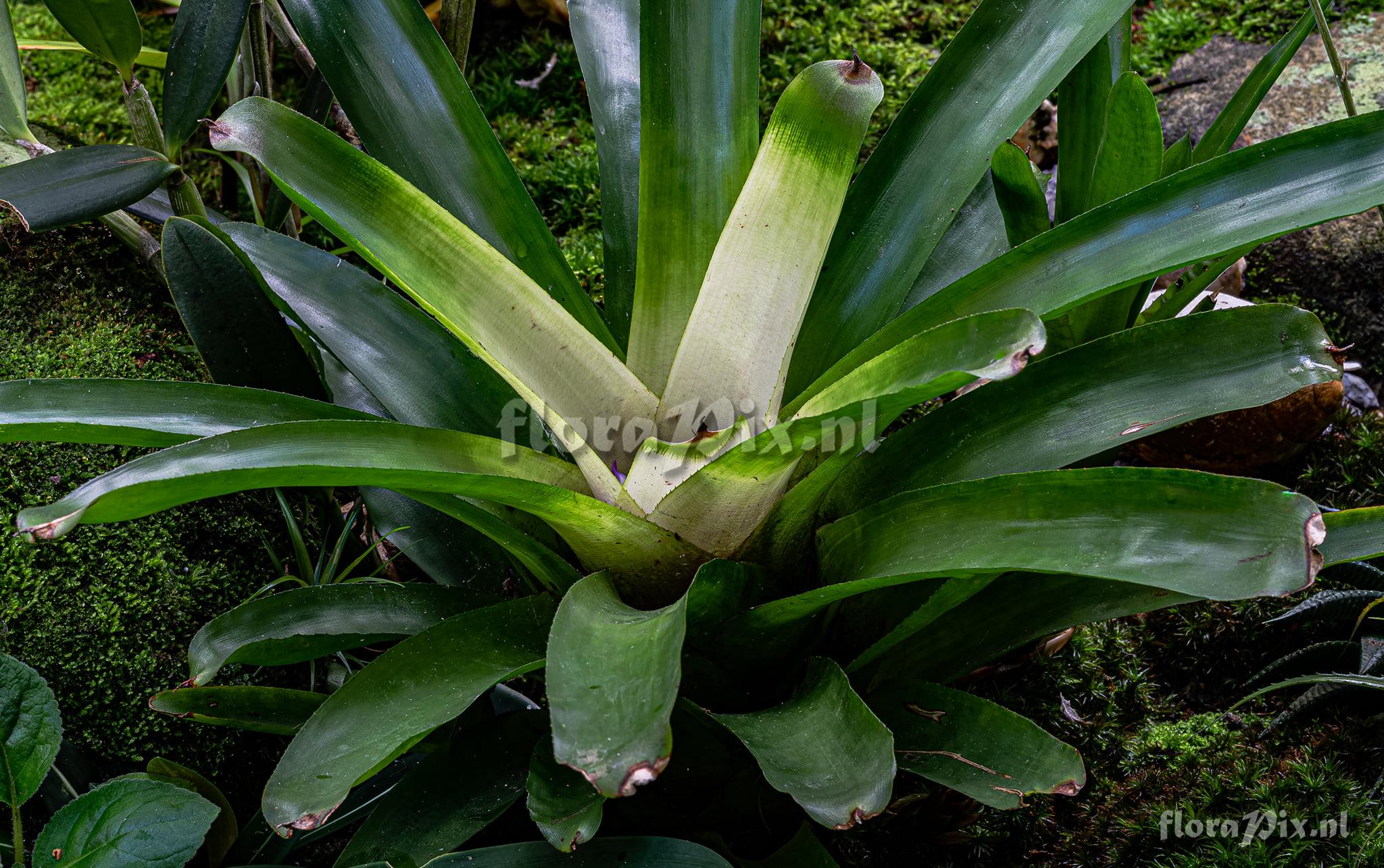 Neoregelia nivea