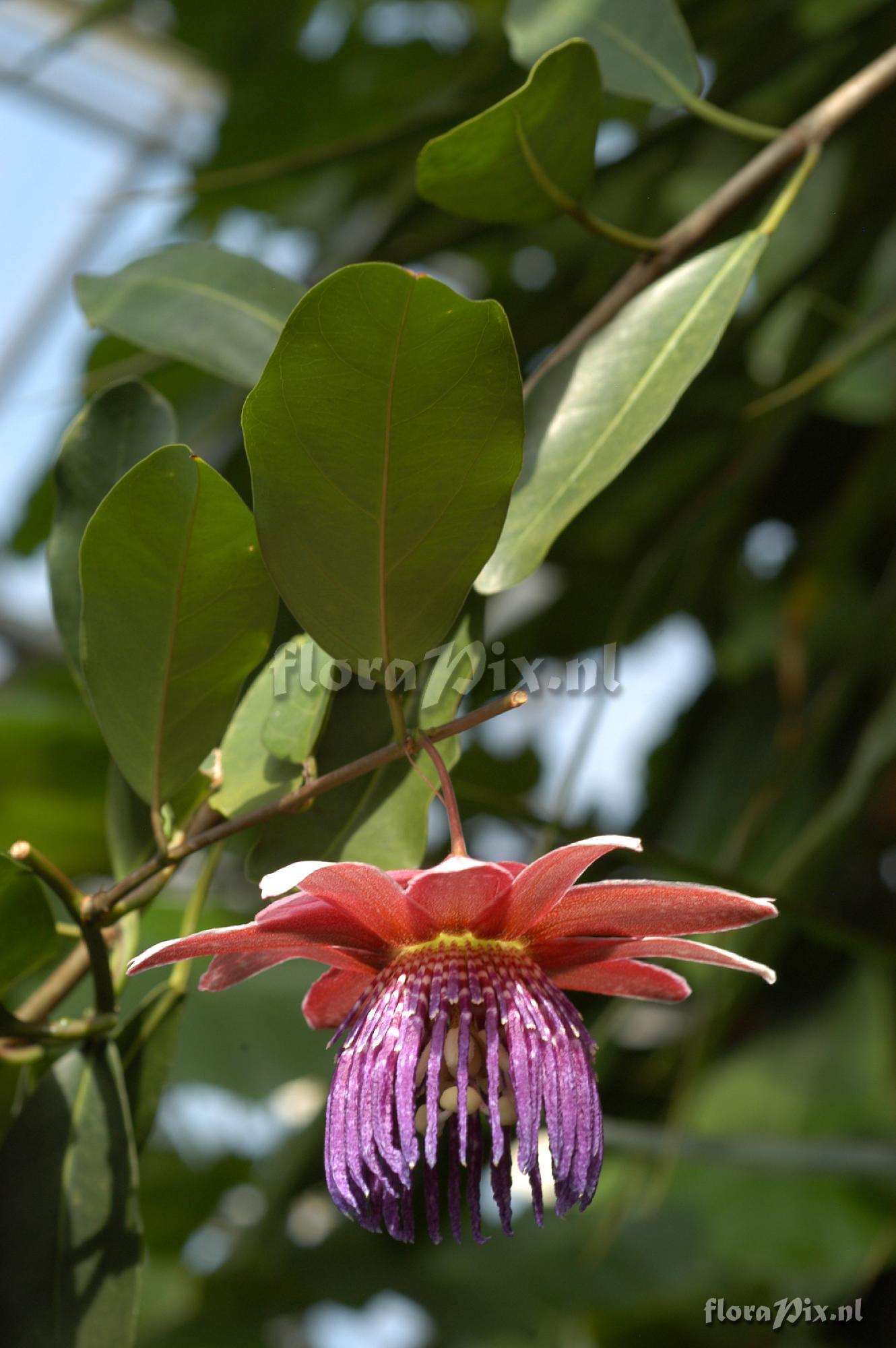 Passiflora rufostipulata