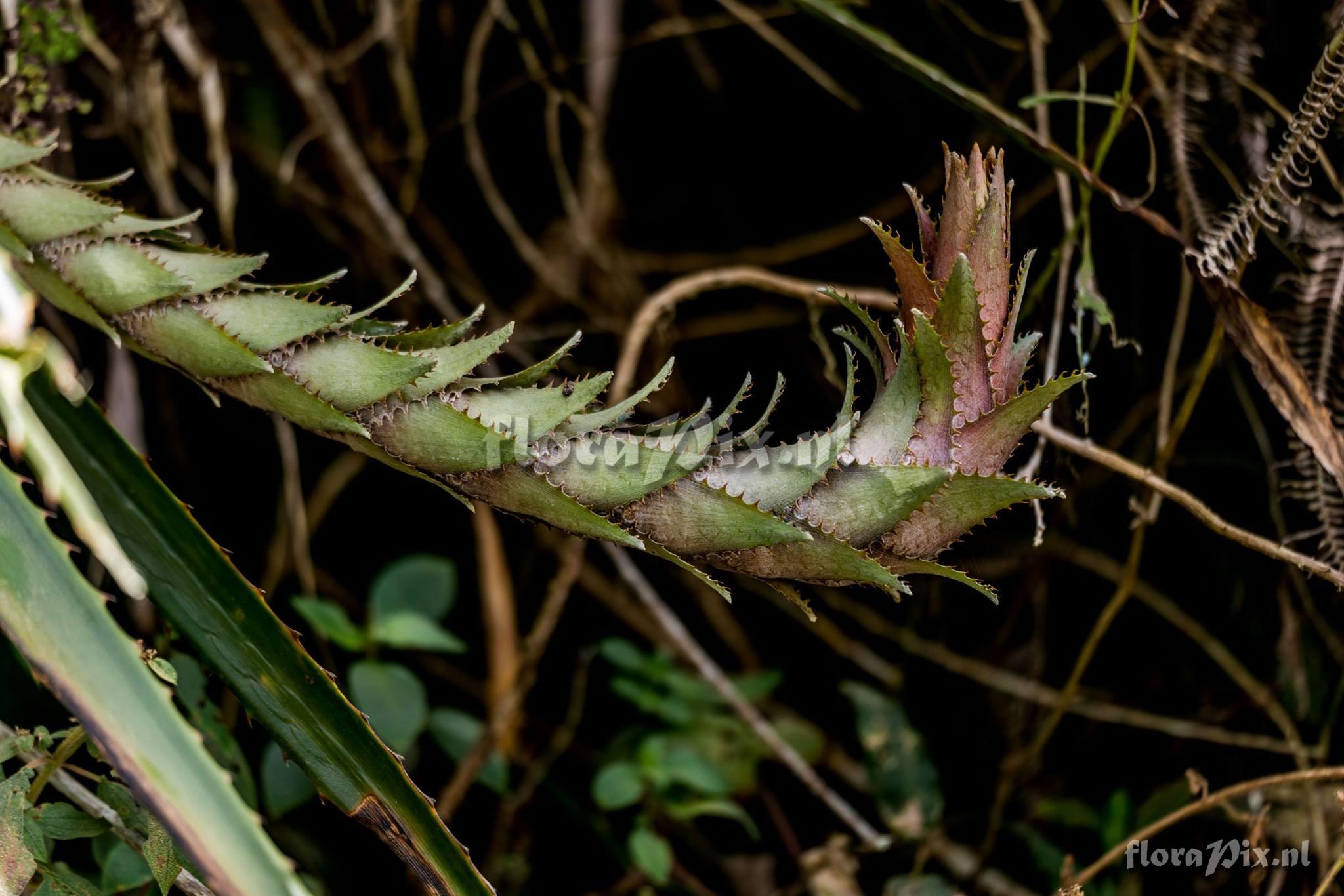 Bromelia antiacantha