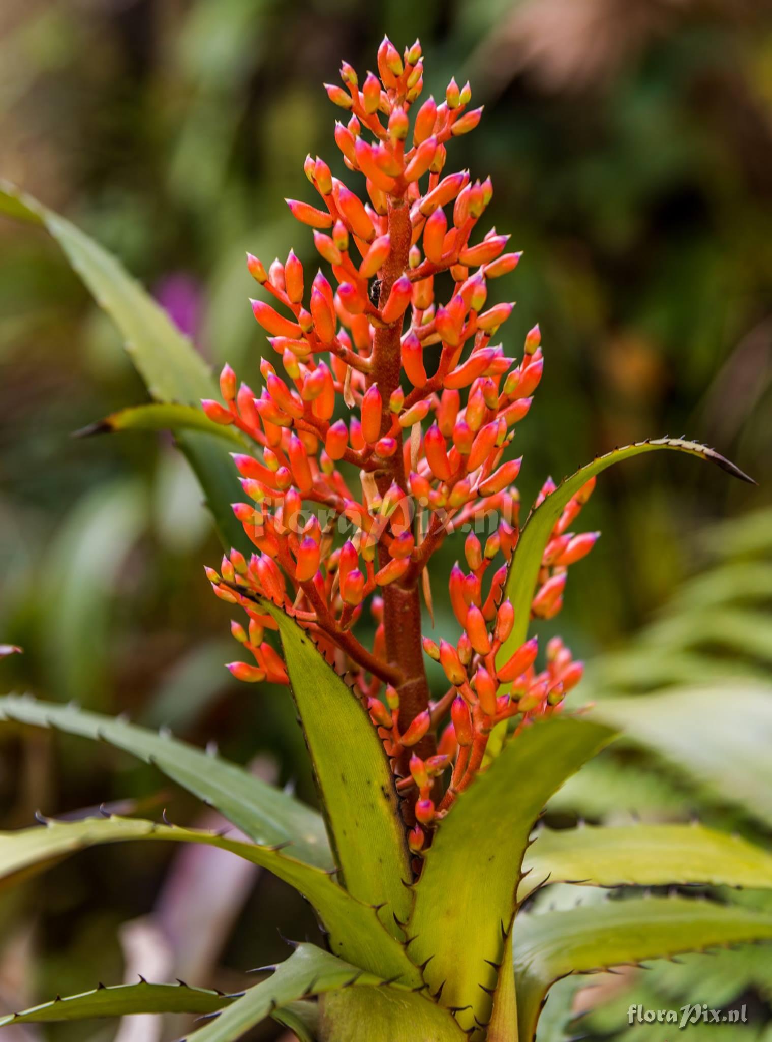 Aechmea egleriana