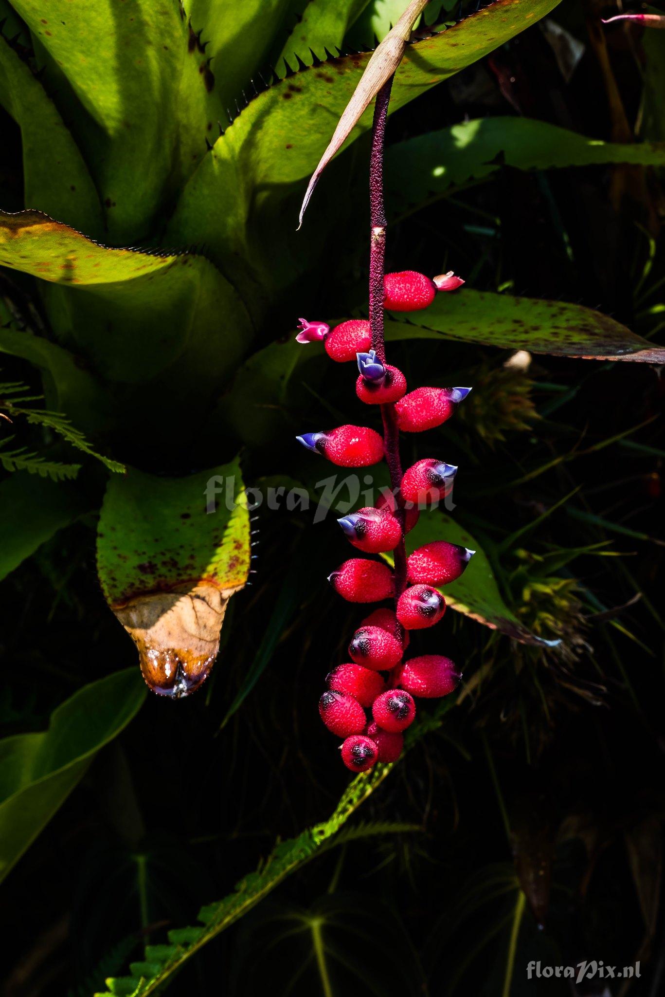 Aechmea warasii