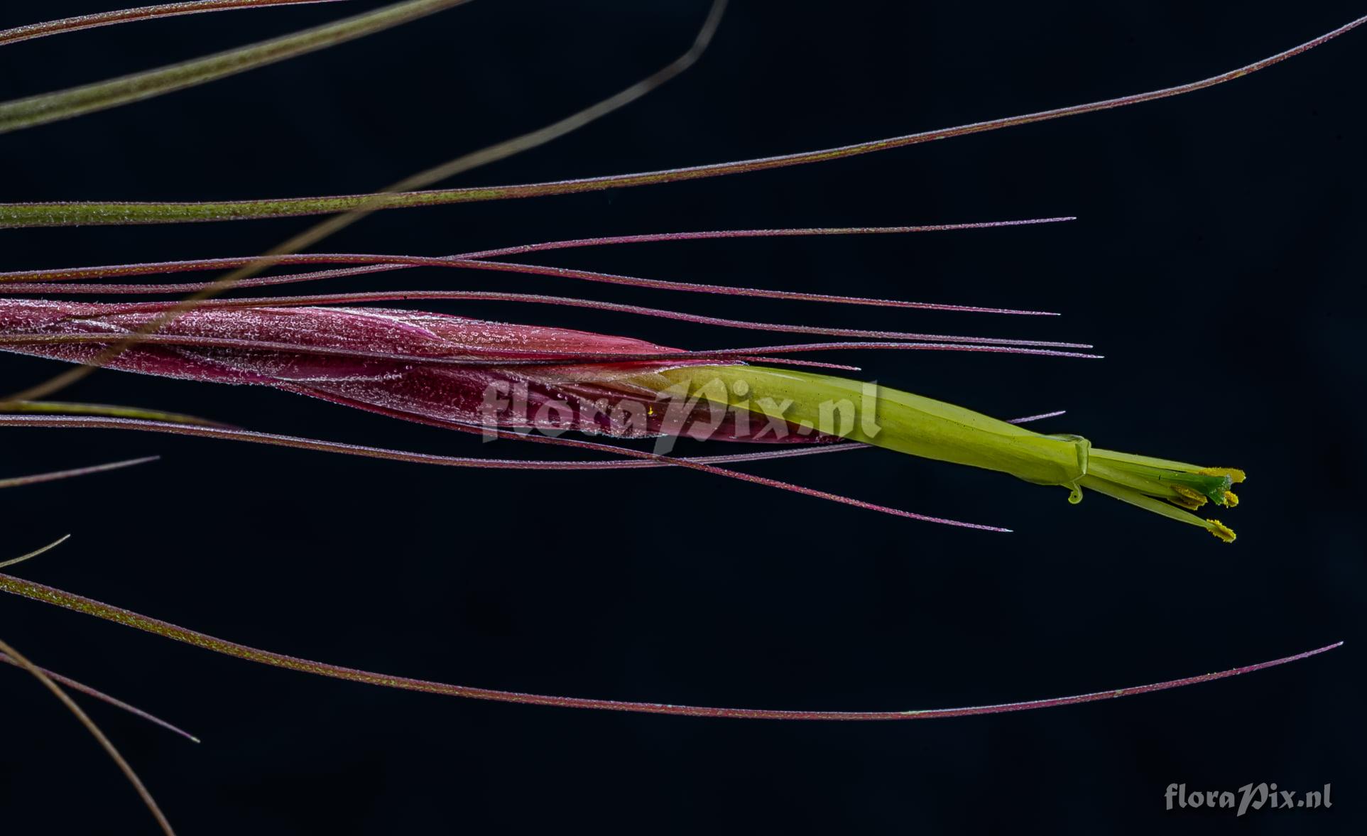 Tillandsia schiedeana