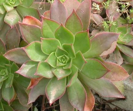 Aeonium leucoblepharum