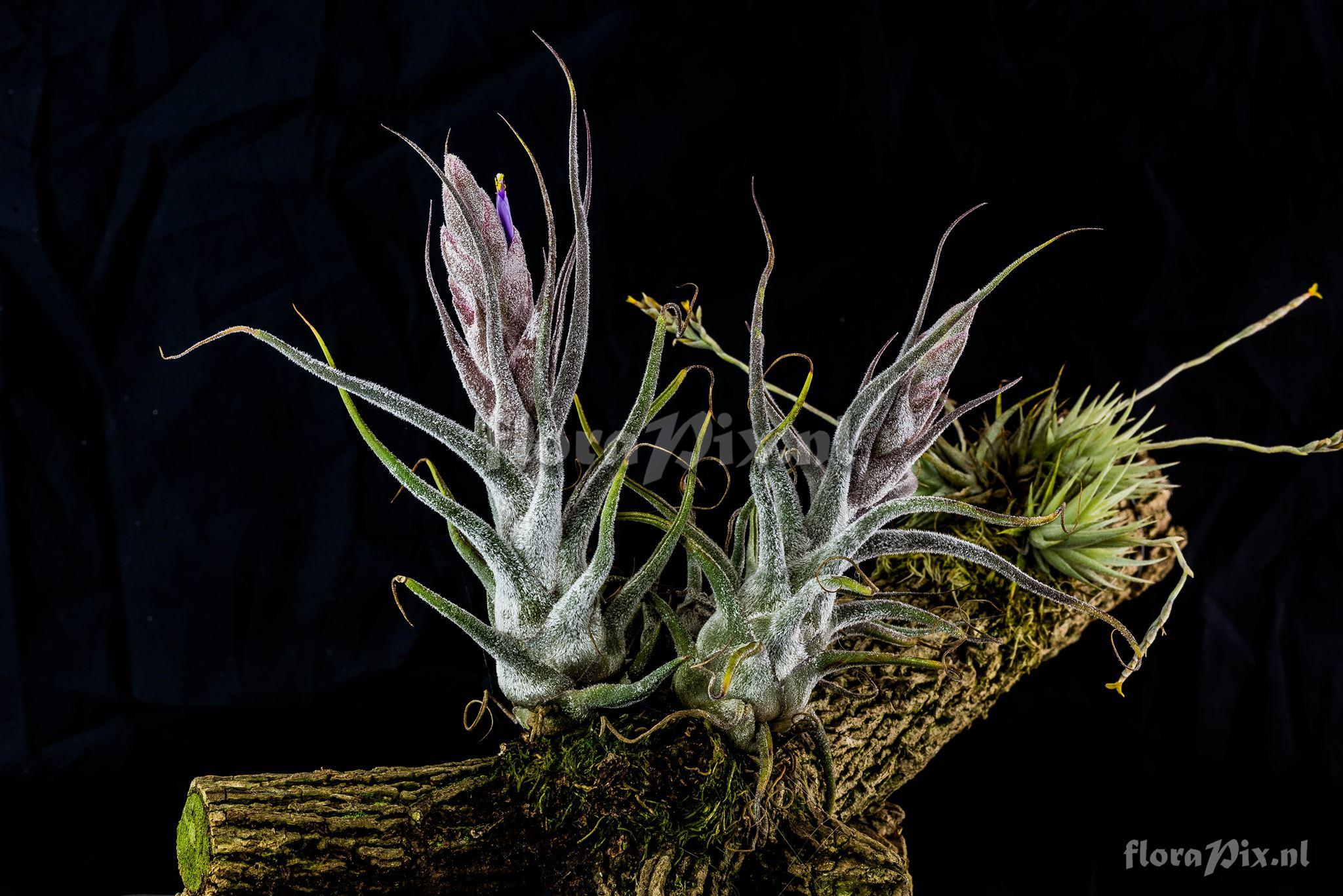 Tillandsia pruinosa