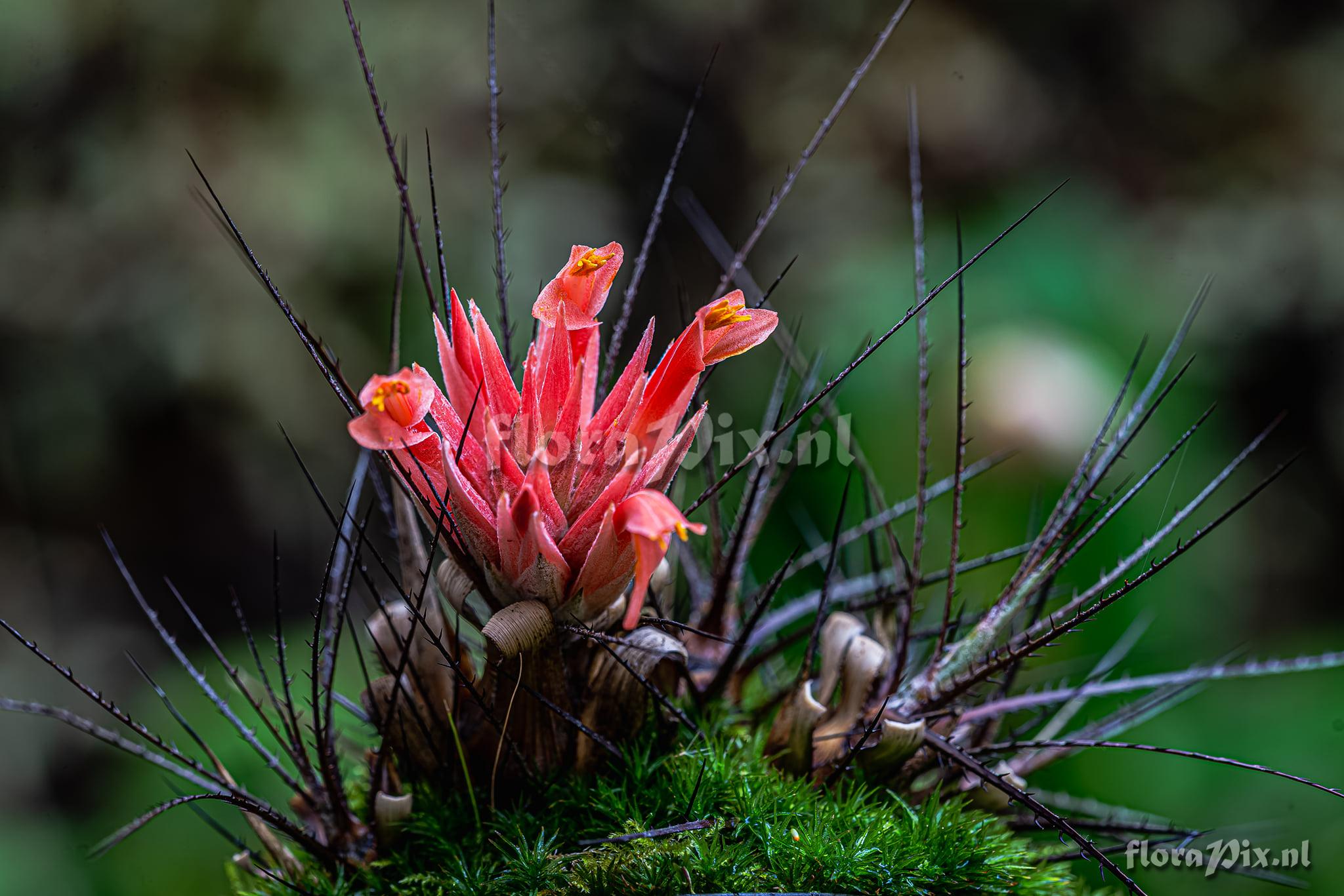 Pitcairnia heterophylla