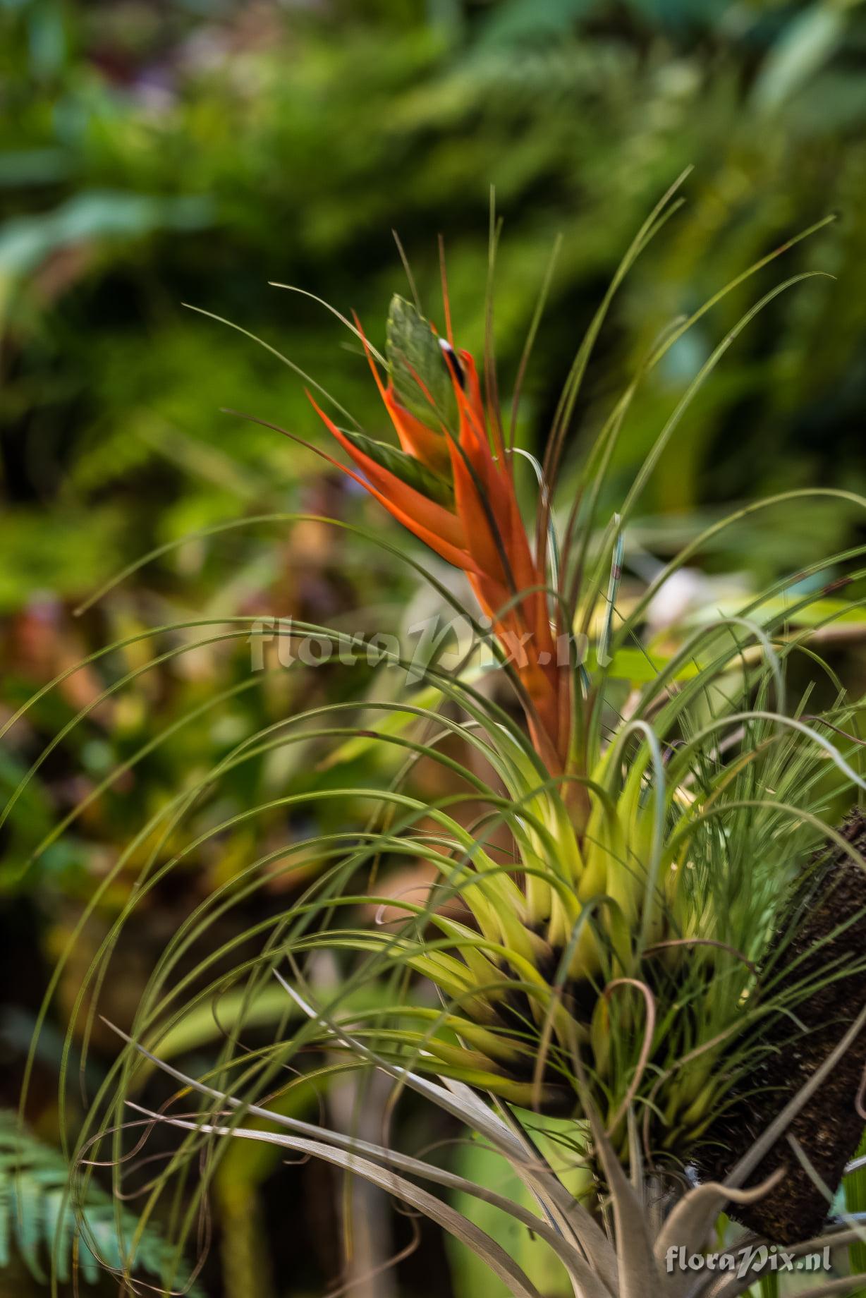 Tillandsia punctulata