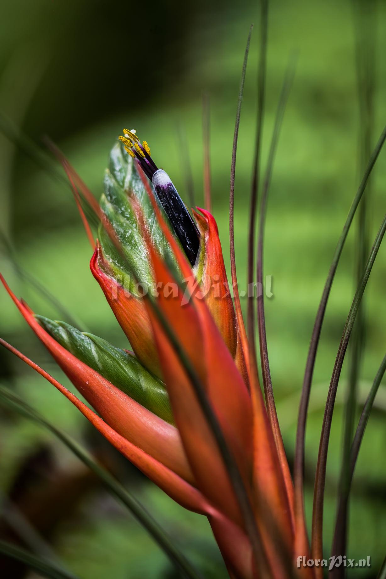 Tillandsia punctulata