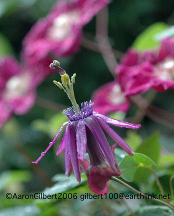 Passiflora umbilcata