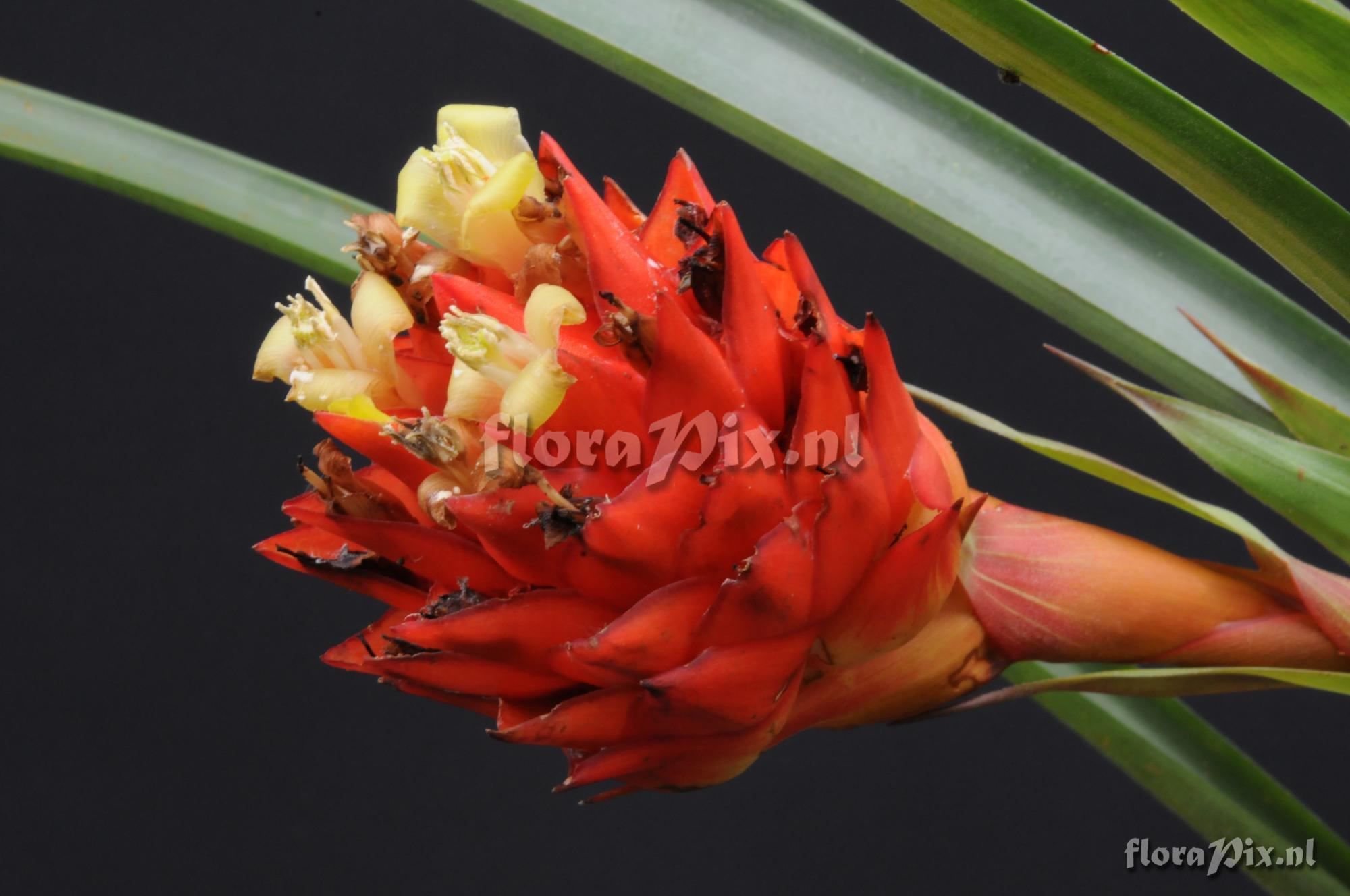 Guzmania devansayana