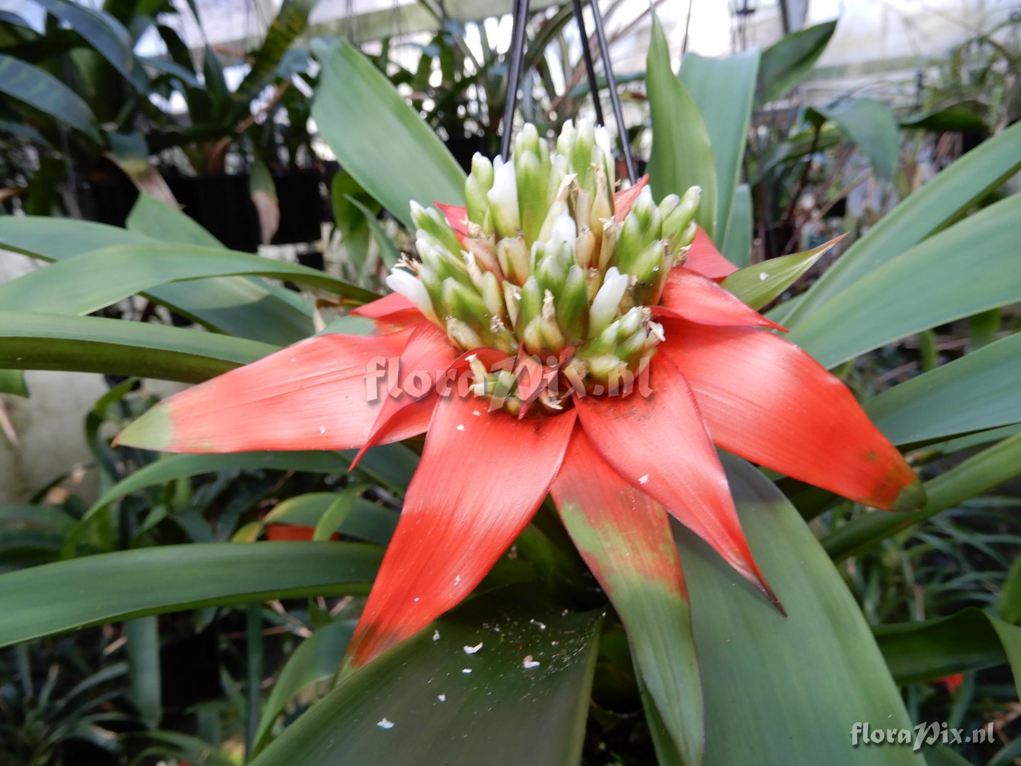 Guzmania conglomerata