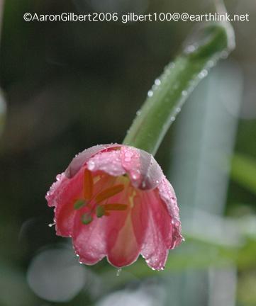 Passiflora tripartita v. mollissima