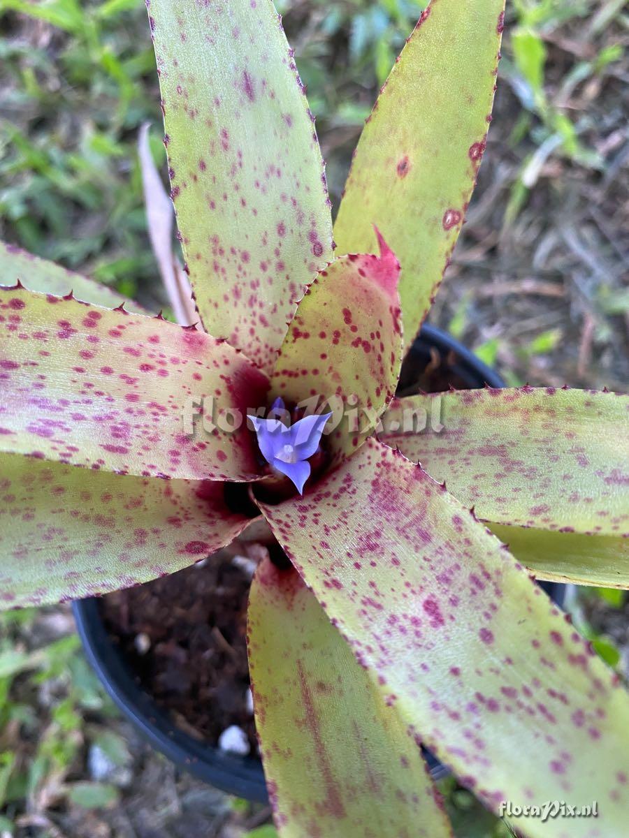 Neoregelia cyanea