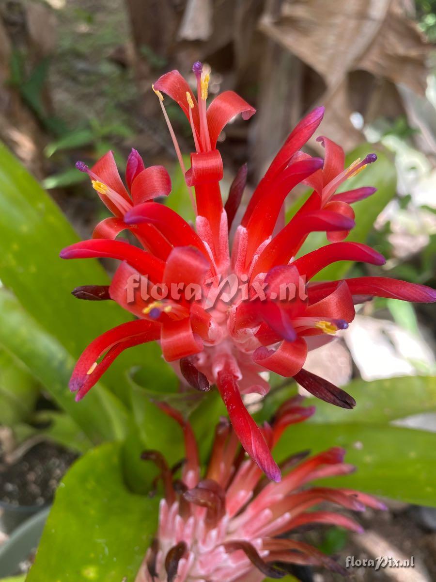 Billbergia pyramidalis