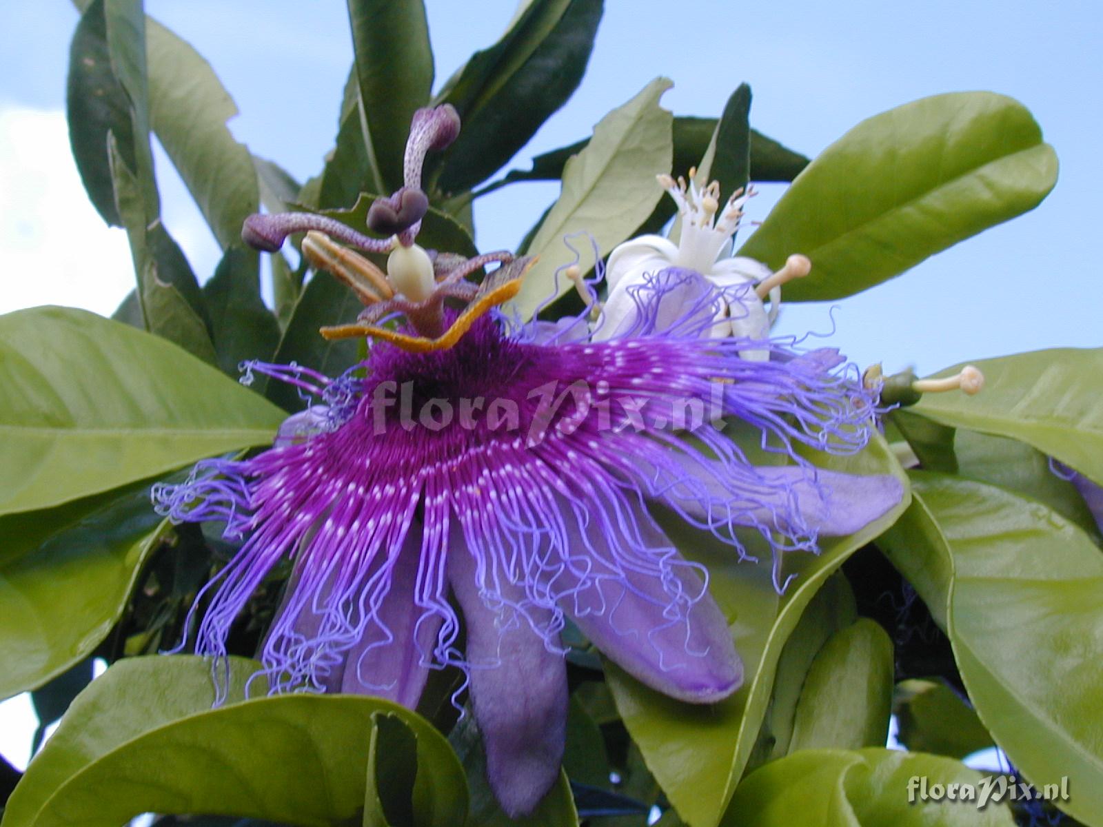 Passiflora cincinnata