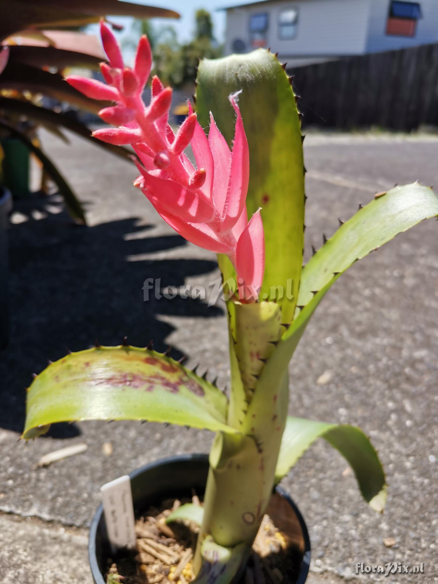 Aechmea nudicaulis var. aureorosea