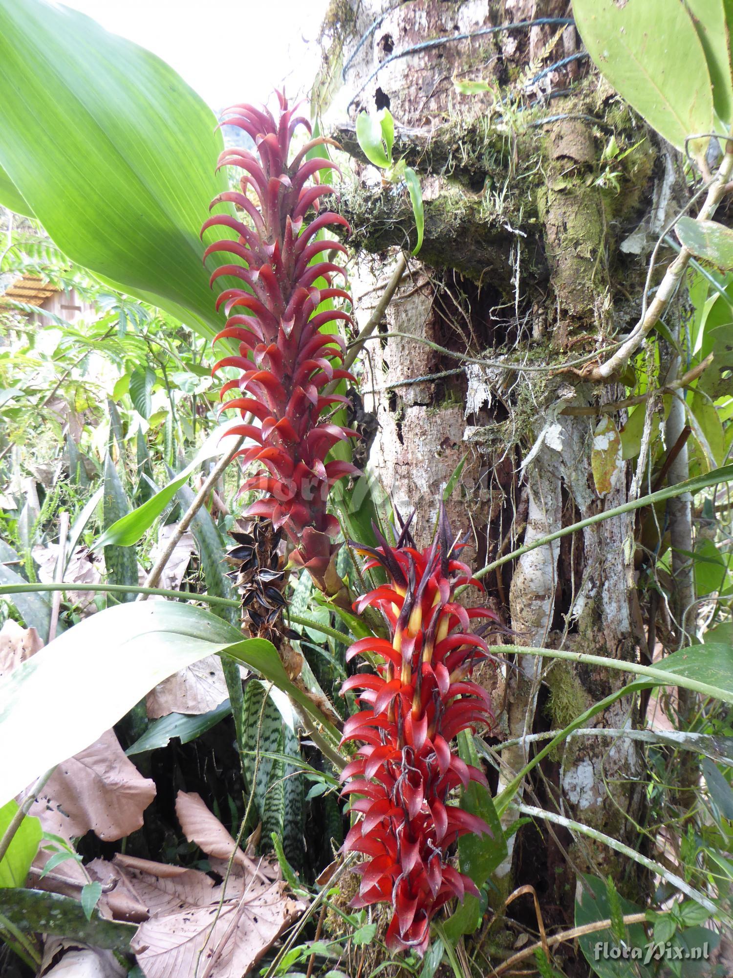 Pitcairnia nigra var. nigra