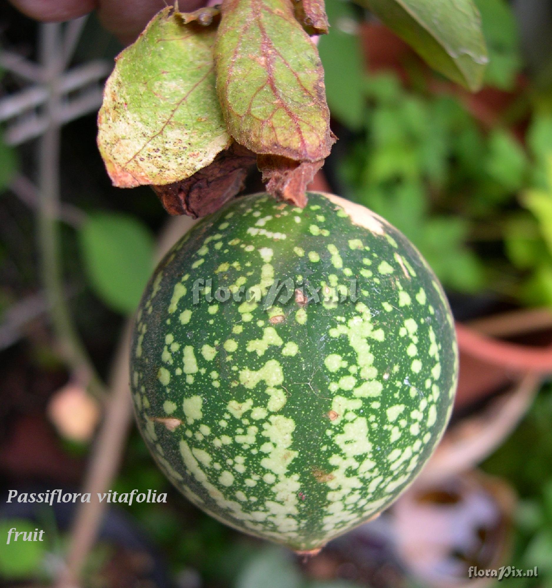 Passiflora vitafoolia