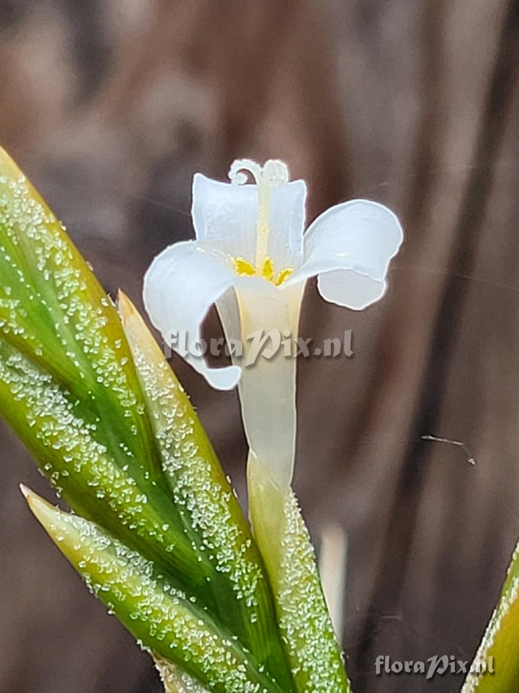 Tillandsia chiletensis