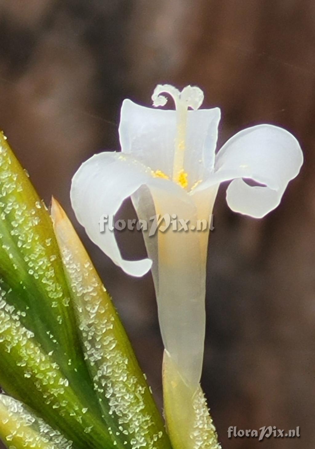 Tillandsia chiletensis