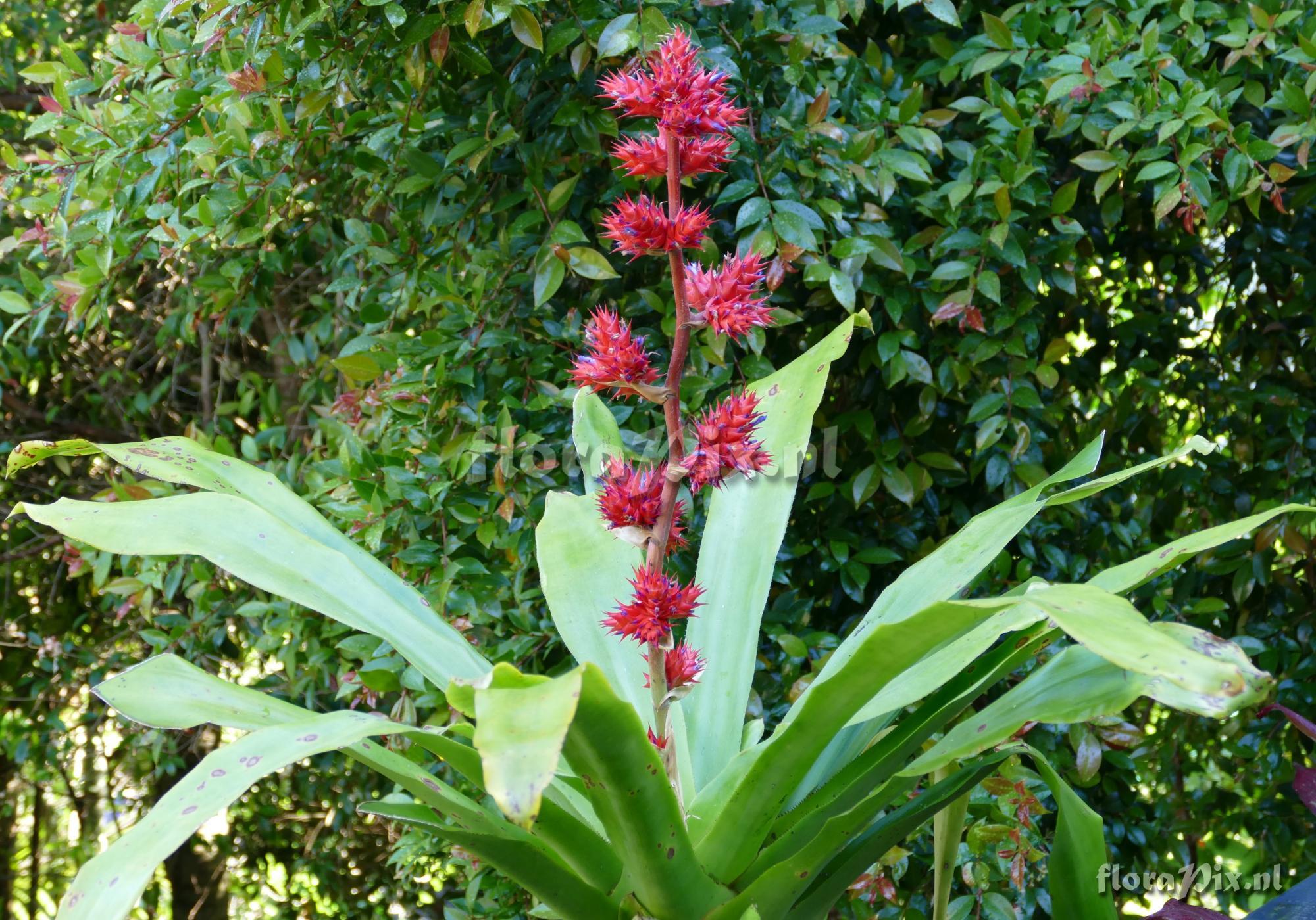 Hohenbergia stellata