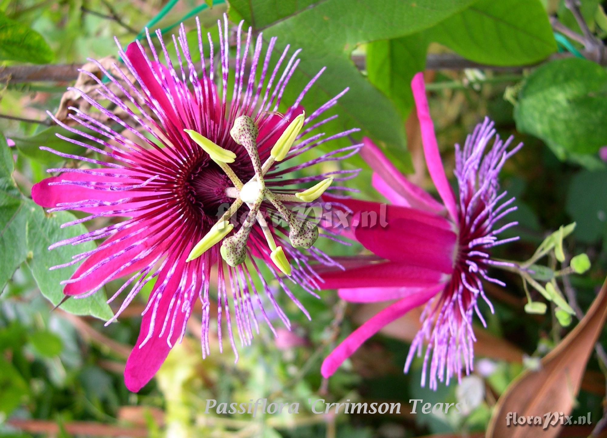 Passiflora 