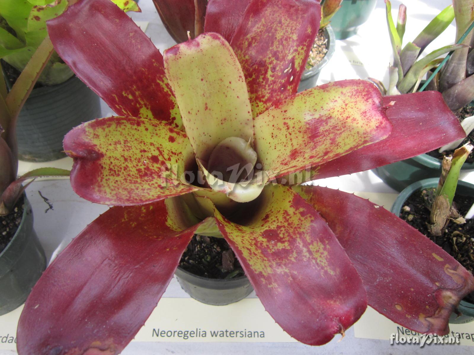 Neoregelia watersiana