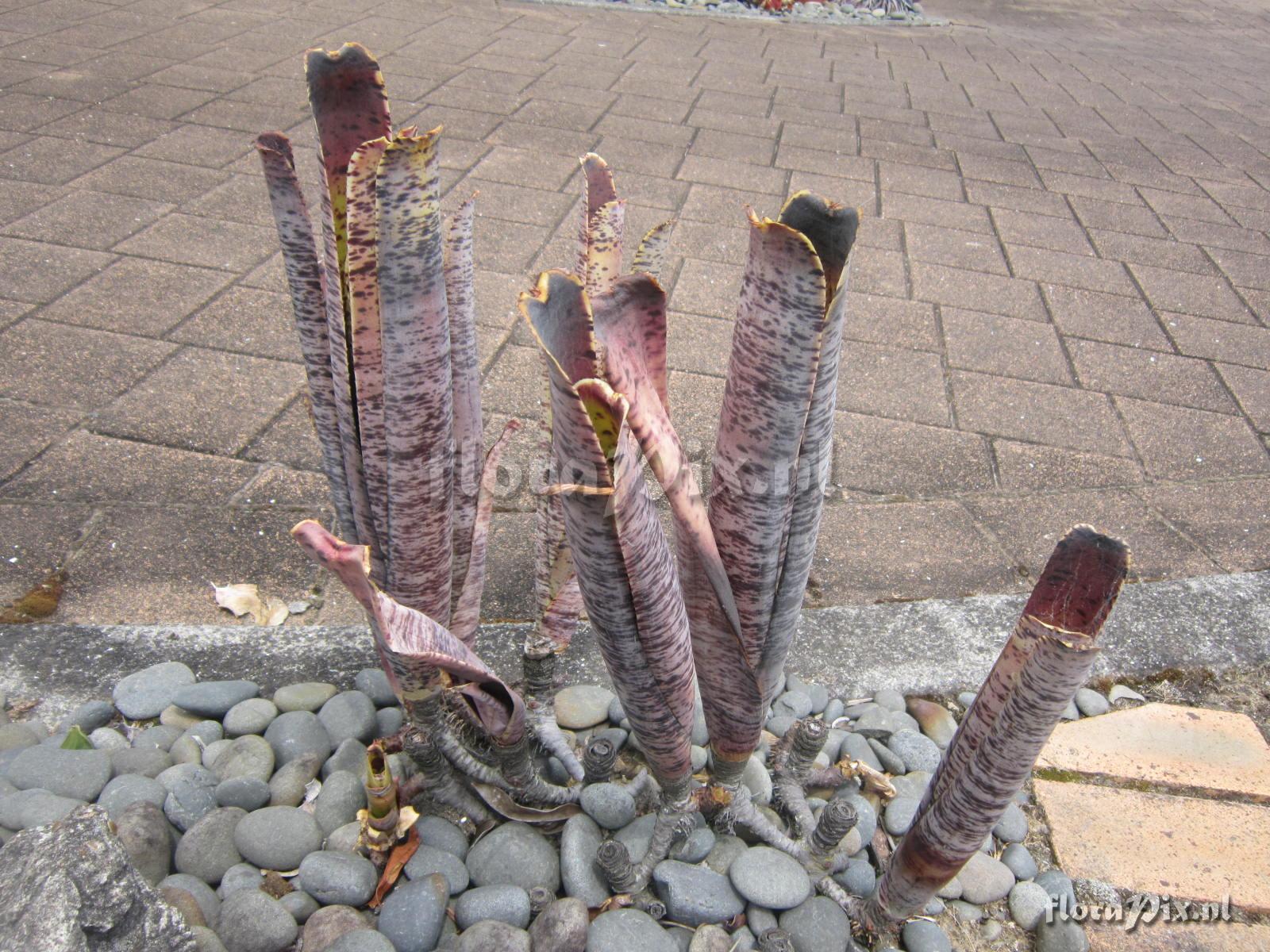 Quesnelia marmorata