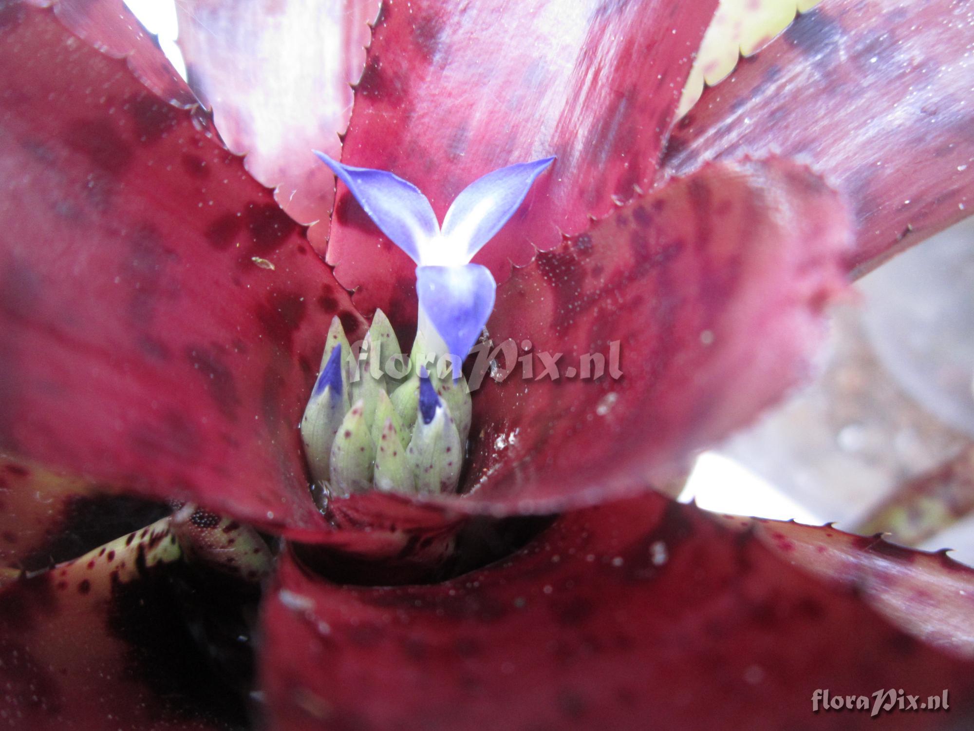 Neoregelia ampullacea