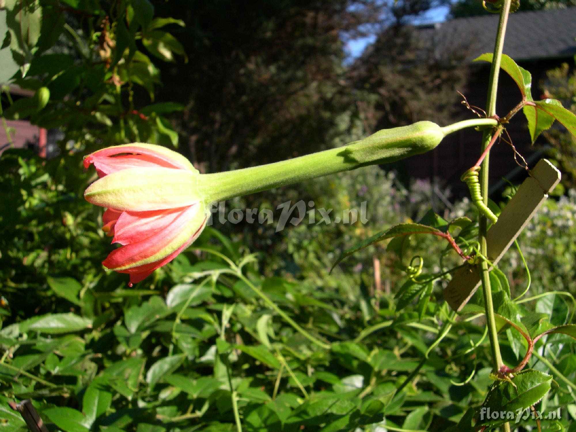 Passiflora mixta