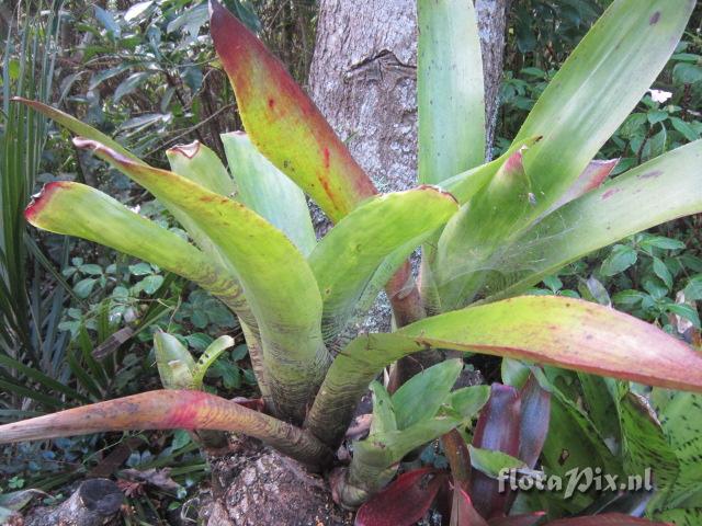 Neoregelia leucophoea