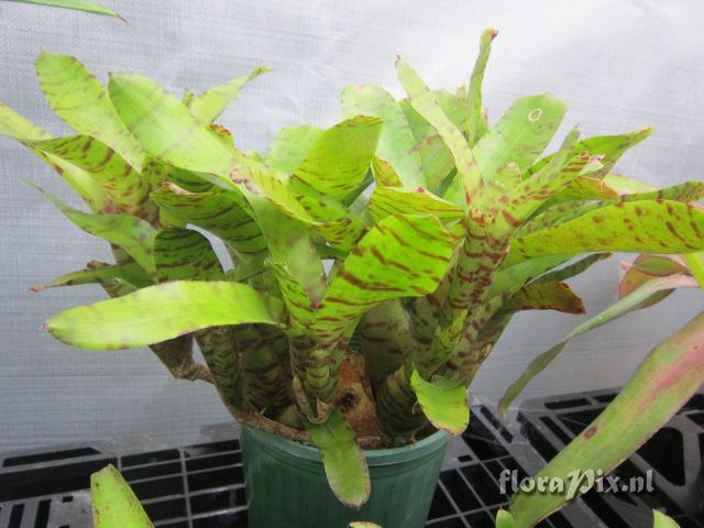 Neoregelia tigrina